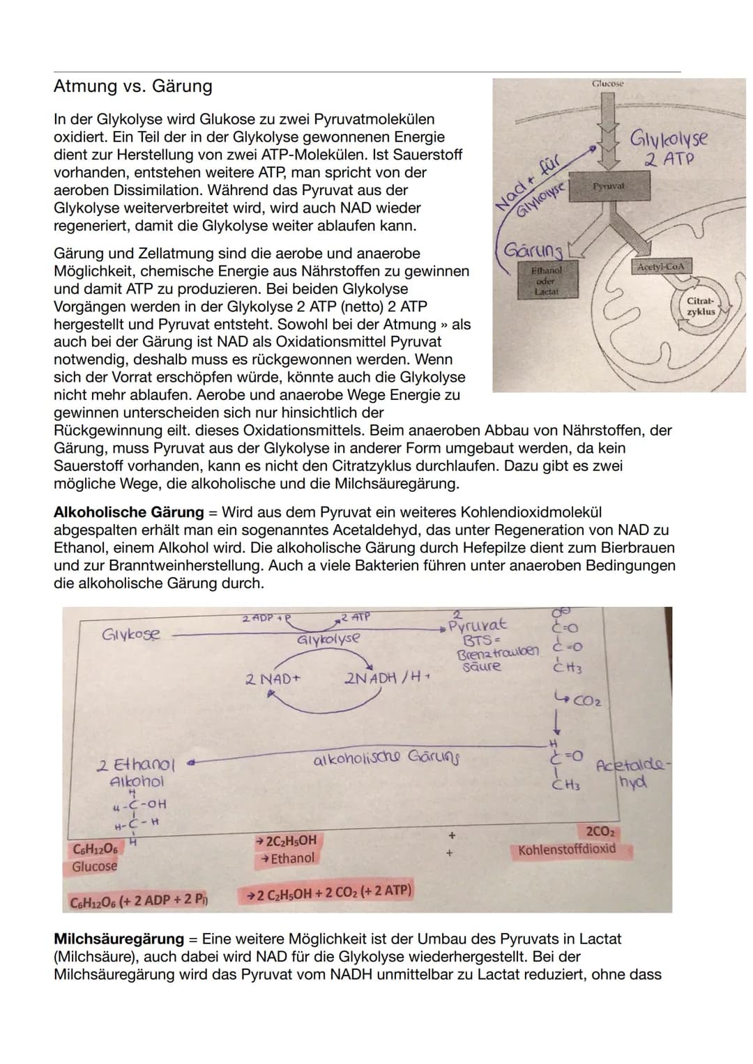 Biologie Klausur Nr.3
Abbau von Glukose in vier Teilschritten
Glykolyse - dient der
=
Energiegewinnung ohne
Sauerstoff. Durch den Abbau eine