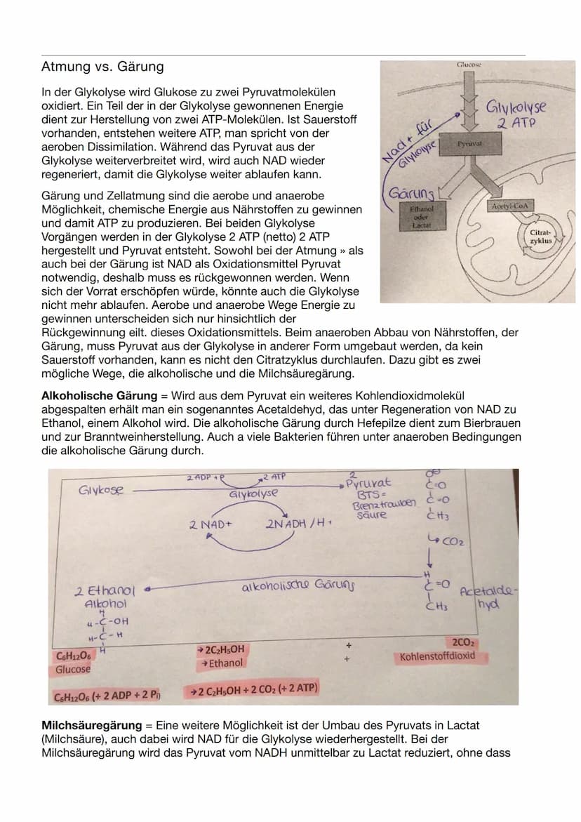 Biologie Klausur Nr.3
Abbau von Glukose in vier Teilschritten
Glykolyse - dient der
=
Energiegewinnung ohne
Sauerstoff. Durch den Abbau eine