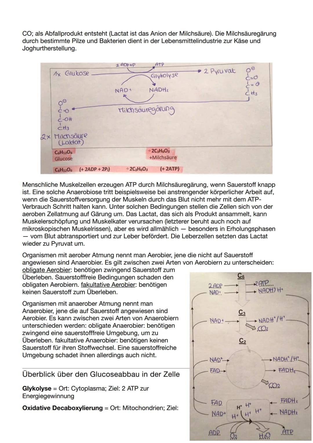 Biologie Klausur Nr.3
Abbau von Glukose in vier Teilschritten
Glykolyse - dient der
=
Energiegewinnung ohne
Sauerstoff. Durch den Abbau eine