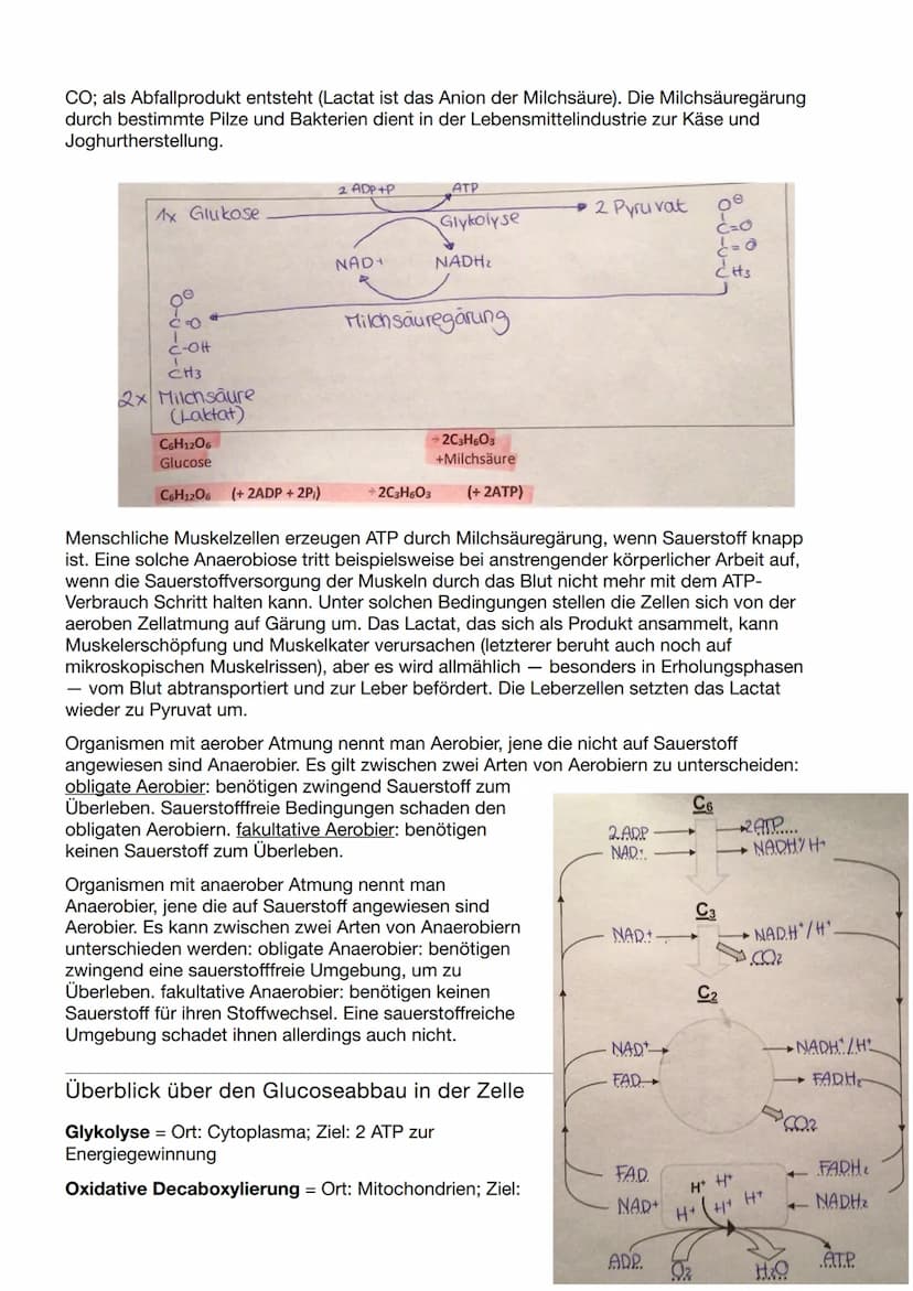 Biologie Klausur Nr.3
Abbau von Glukose in vier Teilschritten
Glykolyse - dient der
=
Energiegewinnung ohne
Sauerstoff. Durch den Abbau eine