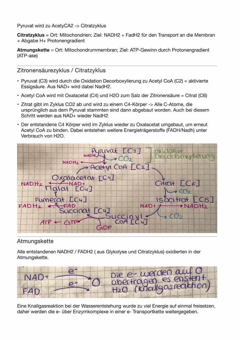Biologie Klausur Nr.3
Abbau von Glukose in vier Teilschritten
Glykolyse - dient der
=
Energiegewinnung ohne
Sauerstoff. Durch den Abbau eine