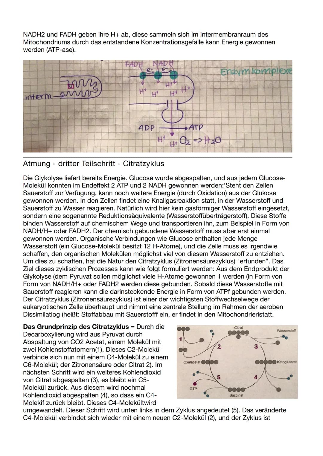 Biologie Klausur Nr.3
Abbau von Glukose in vier Teilschritten
Glykolyse - dient der
=
Energiegewinnung ohne
Sauerstoff. Durch den Abbau eine