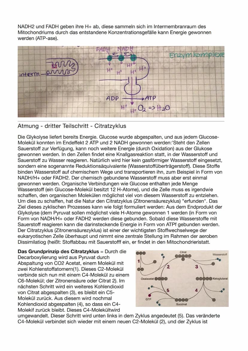 Biologie Klausur Nr.3
Abbau von Glukose in vier Teilschritten
Glykolyse - dient der
=
Energiegewinnung ohne
Sauerstoff. Durch den Abbau eine