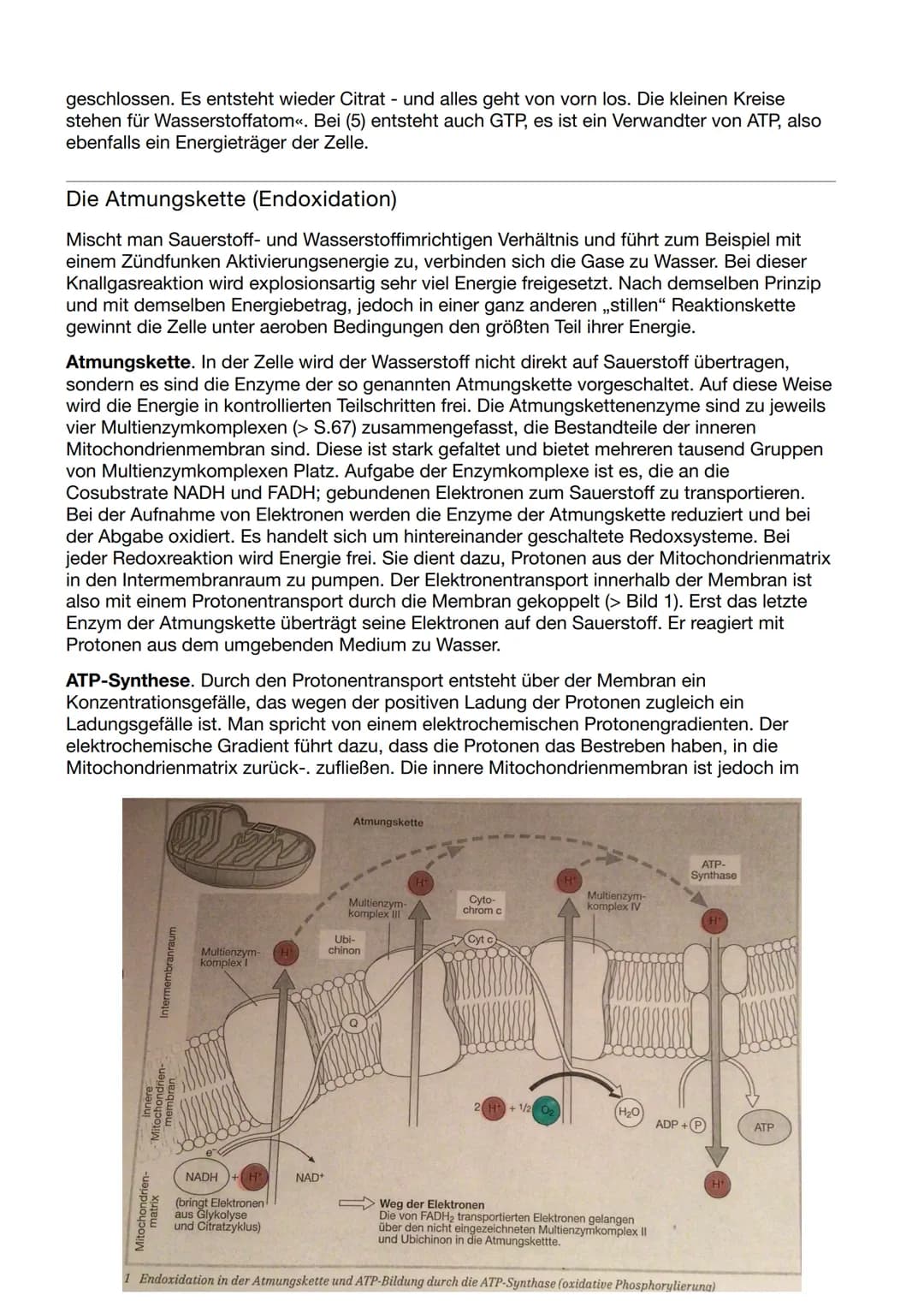 Biologie Klausur Nr.3
Abbau von Glukose in vier Teilschritten
Glykolyse - dient der
=
Energiegewinnung ohne
Sauerstoff. Durch den Abbau eine
