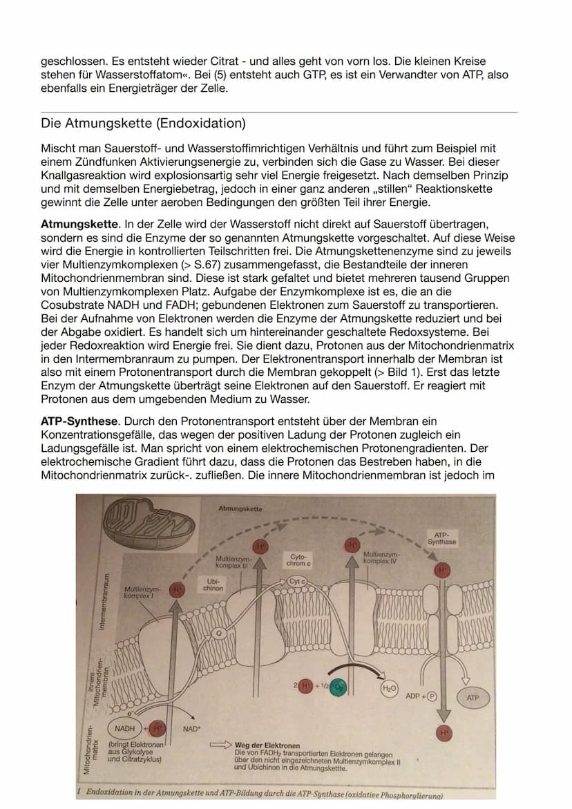 Biologie Klausur Nr.3
Abbau von Glukose in vier Teilschritten
Glykolyse - dient der
=
Energiegewinnung ohne
Sauerstoff. Durch den Abbau eine
