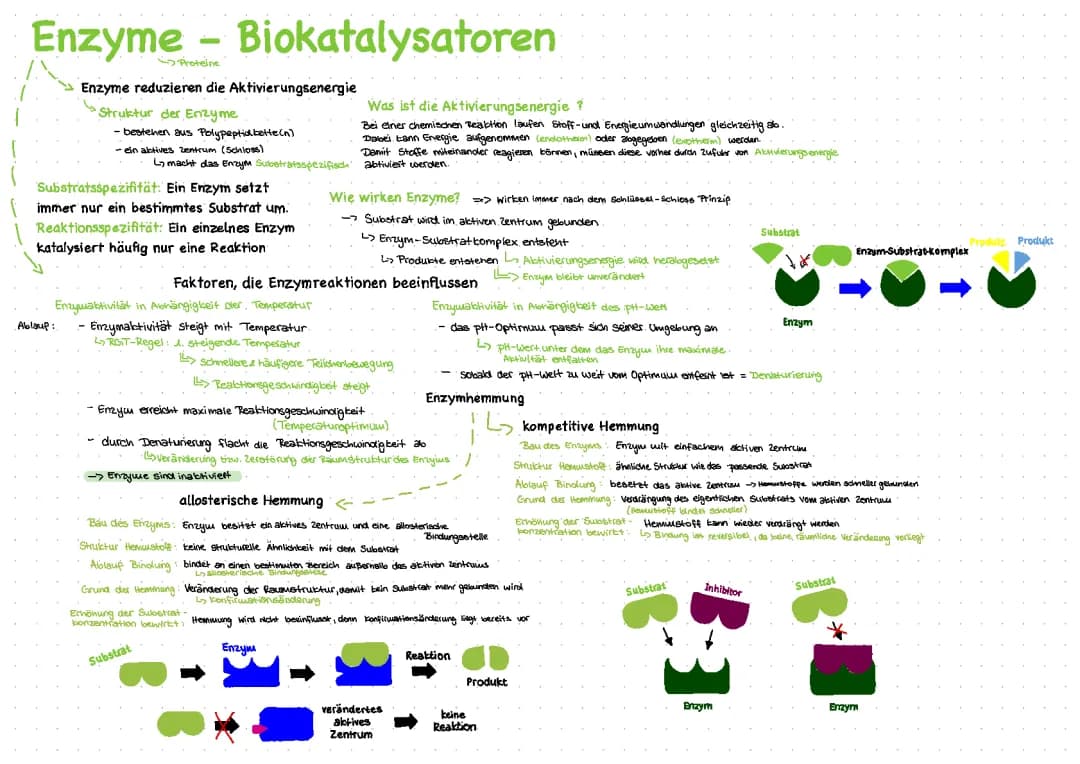 Wirkungsweise der Enzyme