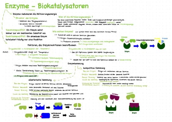 Know Wirkungsweise der Enzyme thumbnail