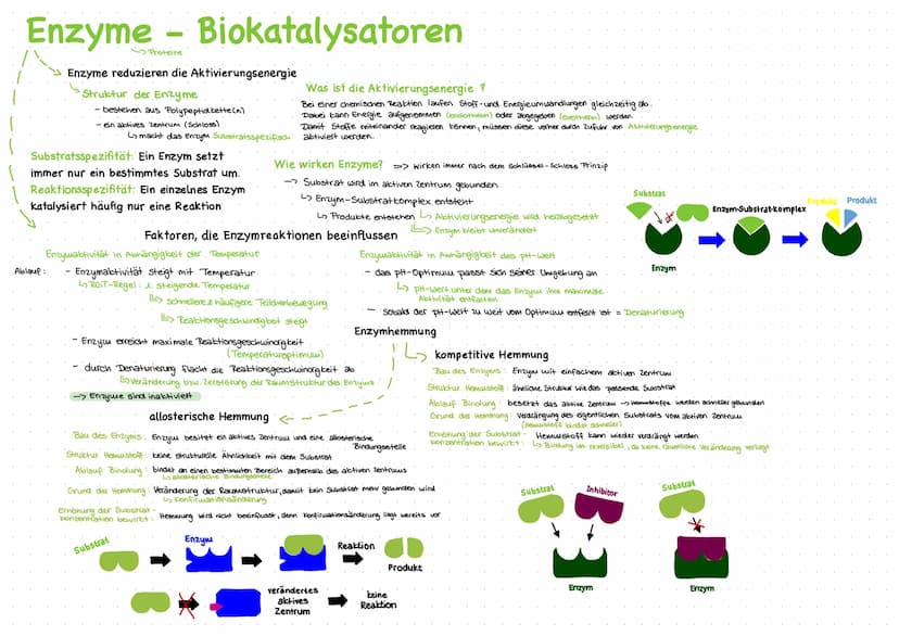 Enzyme - Biokatalysatoren
Proteine
Enzyme reduzieren die Aktivierungsenergie
Struktur der Enzyme
- bestehen aus Polypeptid bette(n)
- ein ak