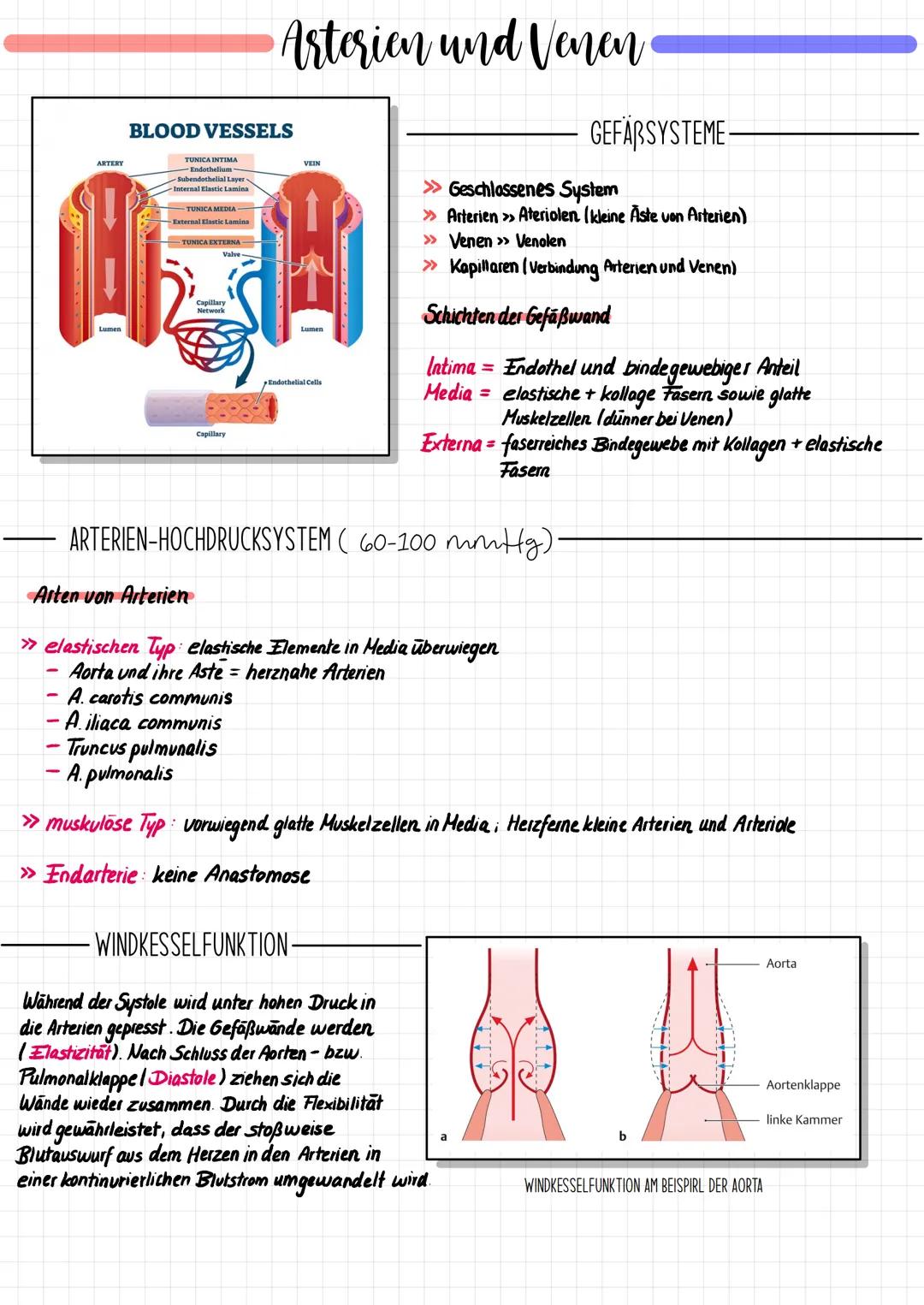 -
ARTERY
-
-
BLOOD VESSELS
TUNICA INTIMA
Endothelium
-Subendothelial Layer
Internal Elastic Lamina
-TUNICA MEDIA
External Elastic Lamina
TUN