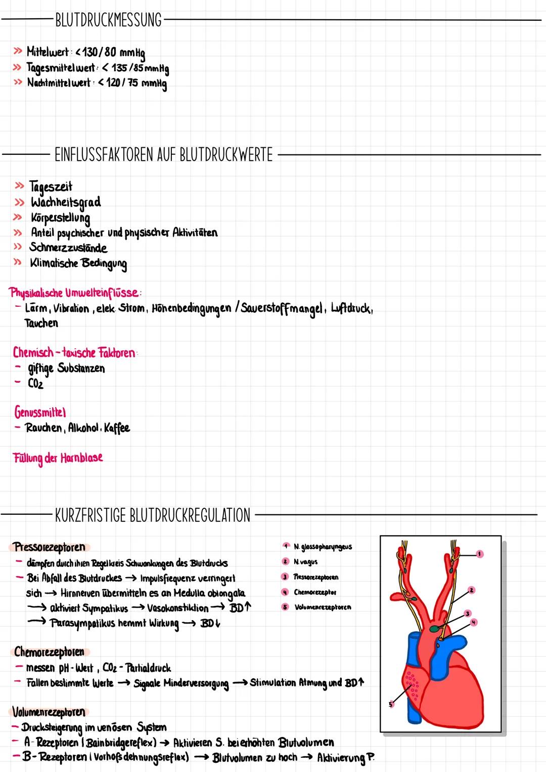 -
ARTERY
-
-
BLOOD VESSELS
TUNICA INTIMA
Endothelium
-Subendothelial Layer
Internal Elastic Lamina
-TUNICA MEDIA
External Elastic Lamina
TUN