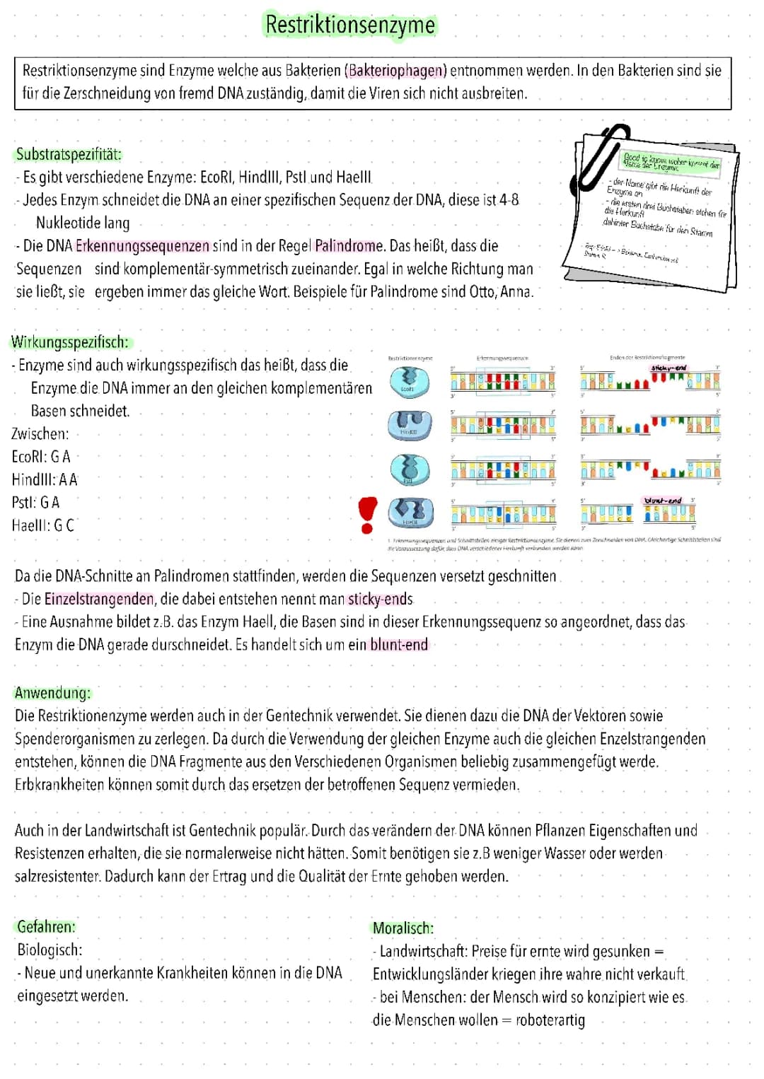 restriktionsenzyme 