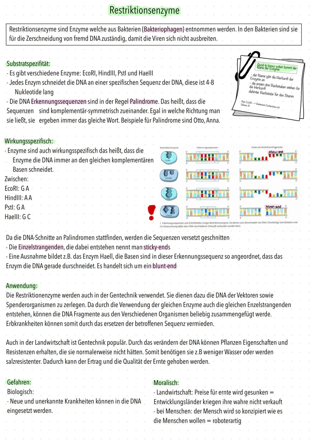 Restriktionsenzyme
Restriktionsenzyme sind Enzyme welche aus Bakterien (Bakteriophagen) entnommen werden. In den Bakterien sind sie
für die 