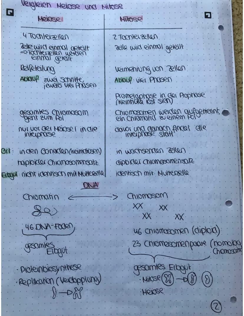 Meiose und Mitose
Mitose
Plophase
Chromosomen verkürzen und verdichten sich
Cennomere gehen auseinander
Prometophase:
Keinholle zeifällt:
Sp