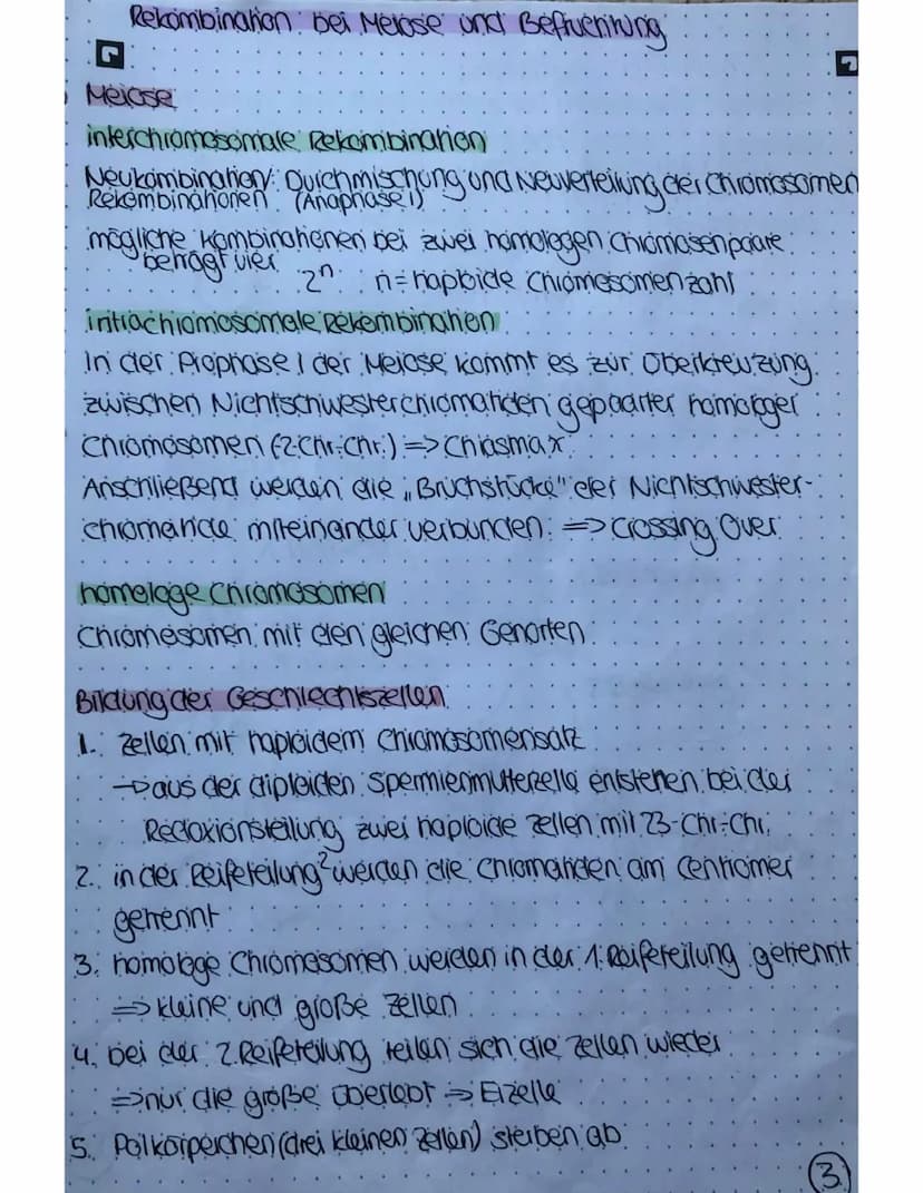 Meiose und Mitose
Mitose
Plophase
Chromosomen verkürzen und verdichten sich
Cennomere gehen auseinander
Prometophase:
Keinholle zeifällt:
Sp