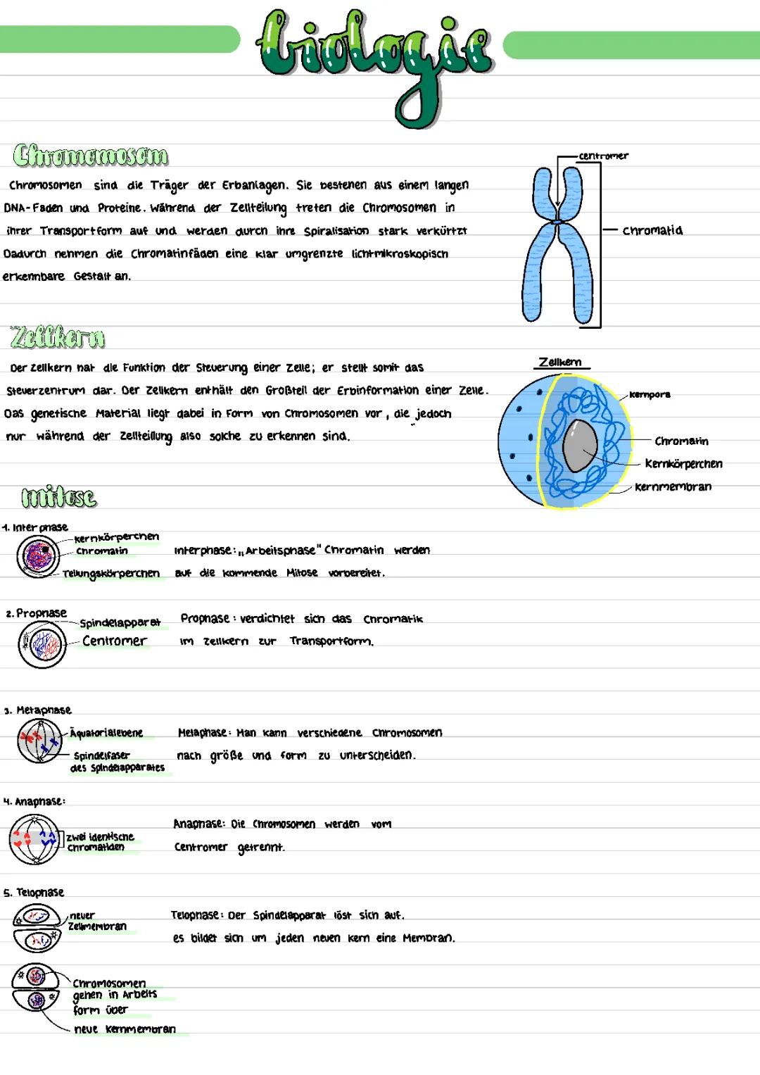 DNA und ihre Bedeutung