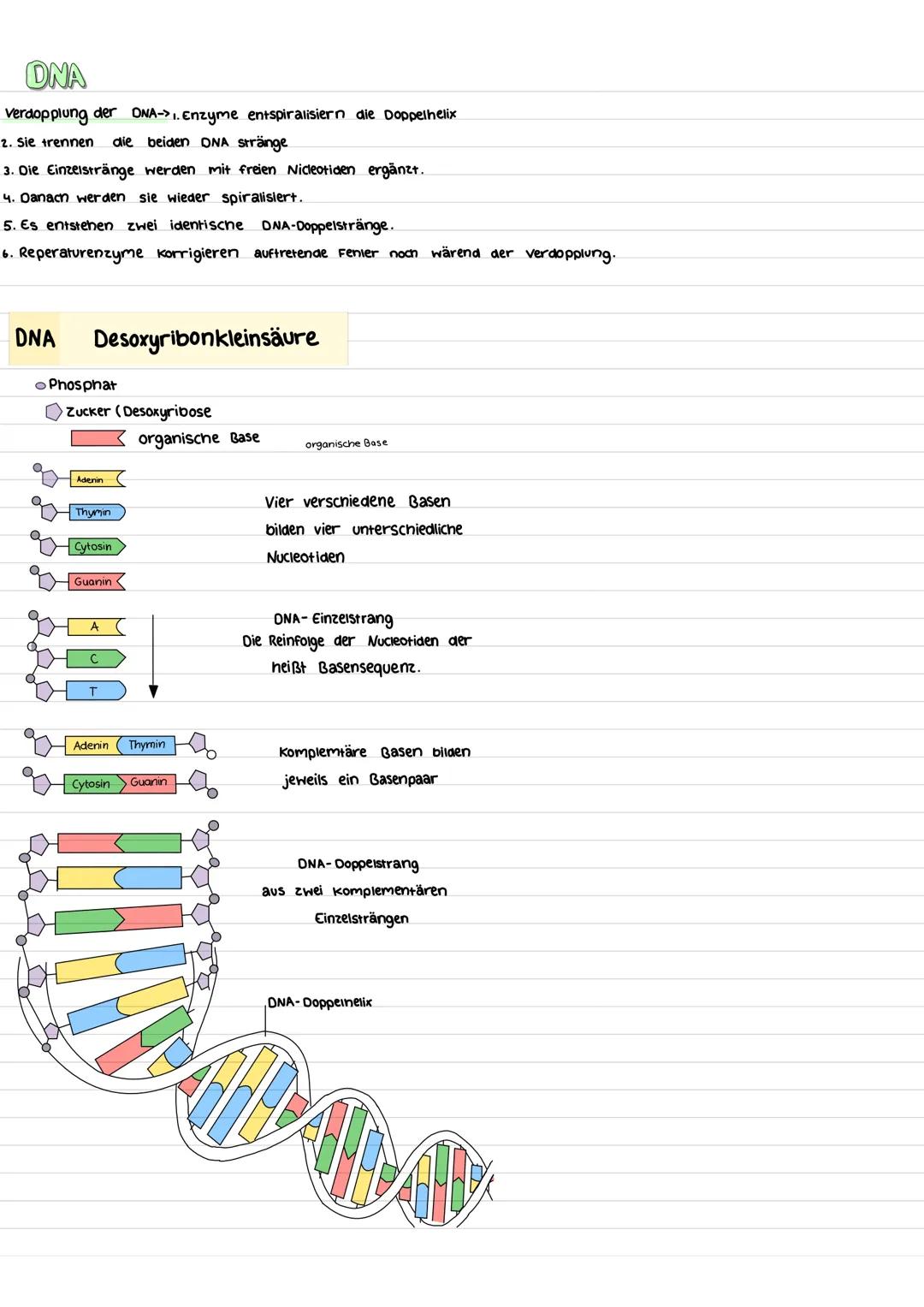 biologic
Chromomosom
Chromosomen sind die Träger der Erbanlagen. Sie bestenen aus einem langen
DNA-Faden und Proteine. Während der Zellteilu