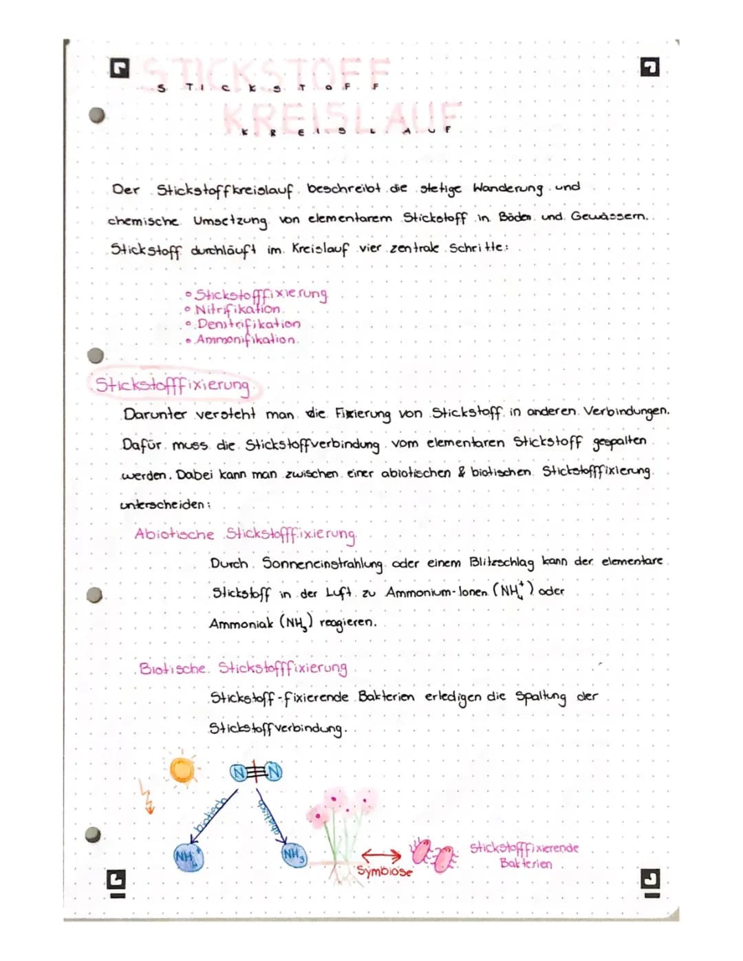 Stickstoffkreislauf