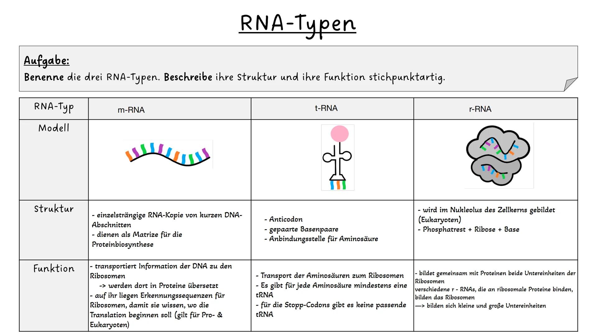 Aufgabe:
Benenne die drei RNA-Typen. Beschreibe ihre Struktur und ihre Funktion stichpunktartig.
RNA-Typ
Modell
Struktur
Funktion
m-RNA
H
RN