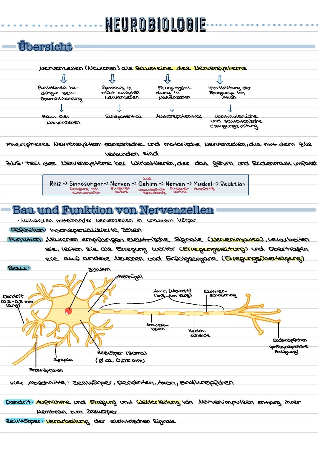 Neurobiologie Abitur 2022: Peripheres Nervensystem und Myelinscheide einfach erklärt