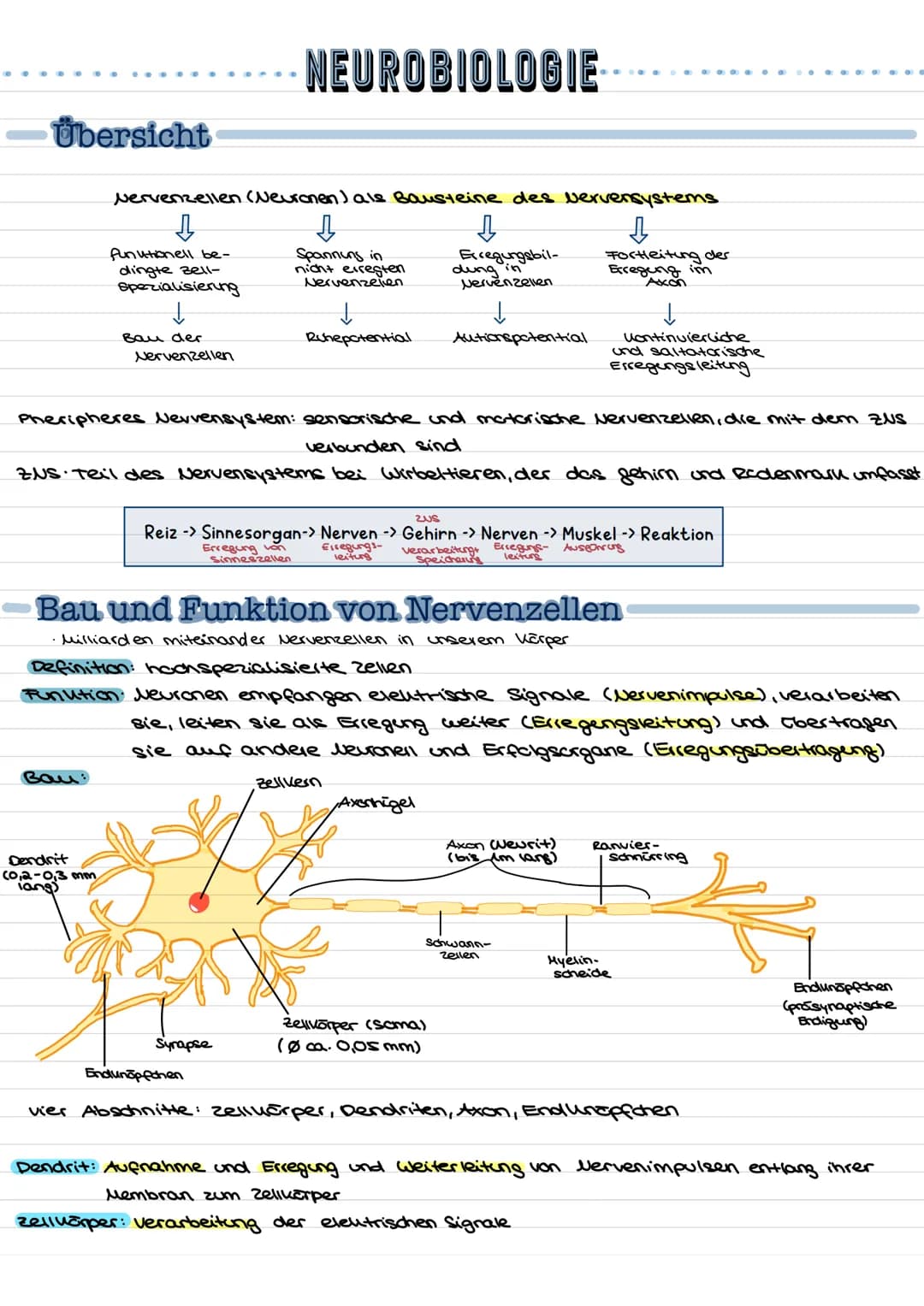 Übersicht
Nervenzellen (Neuronen) als Bausteine des Nervensystems.
↓↓
↓
Fortleitung der
Erregeng im
Axon
funktionell be-
dingte Bell-
Spezia