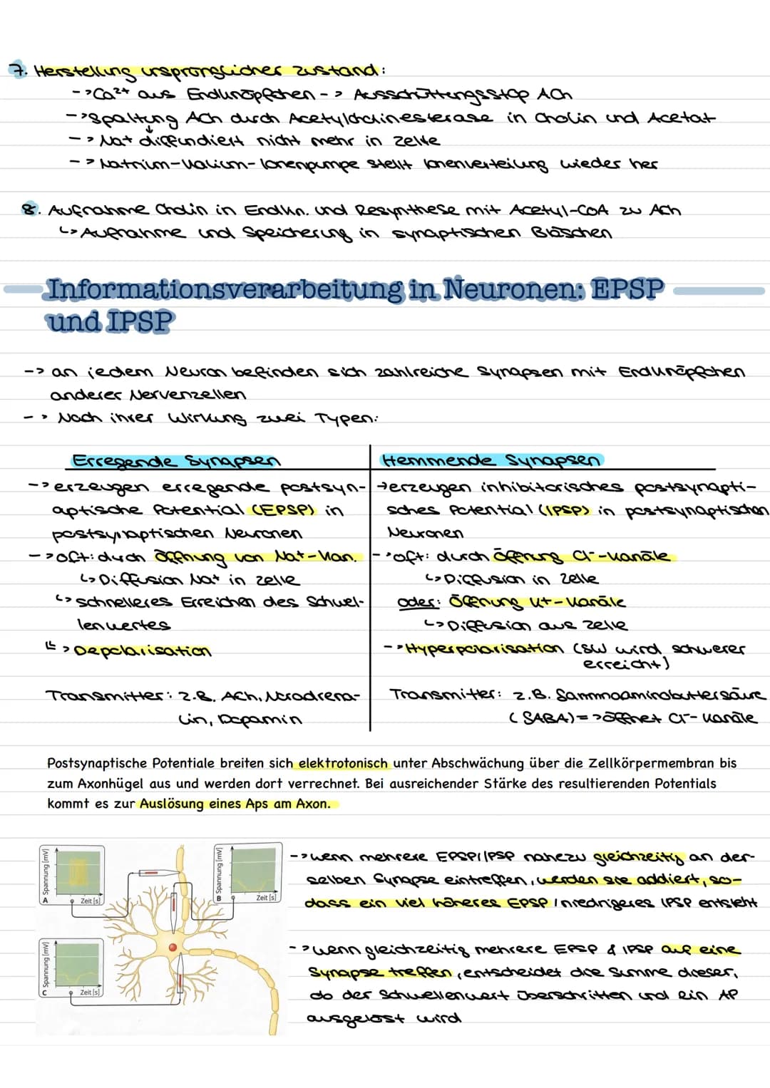 Übersicht
Nervenzellen (Neuronen) als Bausteine des Nervensystems.
↓↓
↓
Fortleitung der
Erregeng im
Axon
funktionell be-
dingte Bell-
Spezia