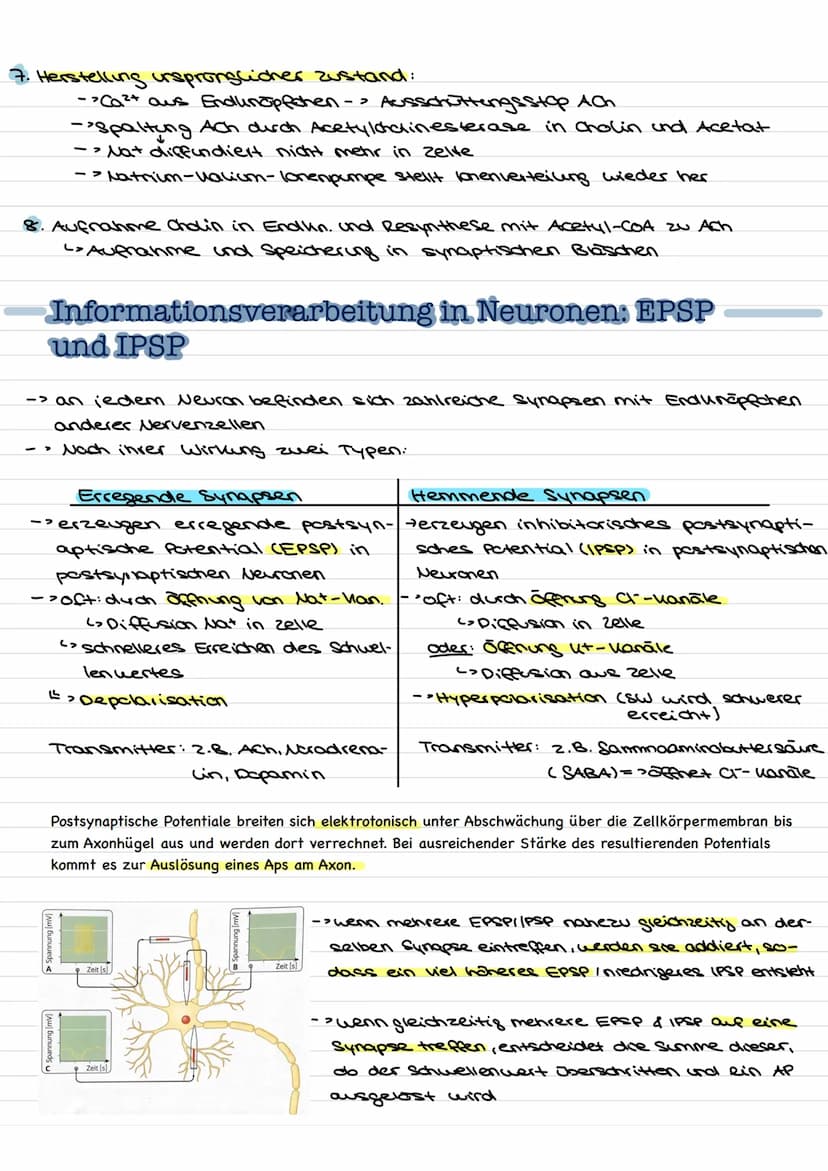 Übersicht
Nervenzellen (Neuronen) als Bausteine des Nervensystems.
↓↓
↓
Fortleitung der
Erregeng im
Axon
funktionell be-
dingte Bell-
Spezia