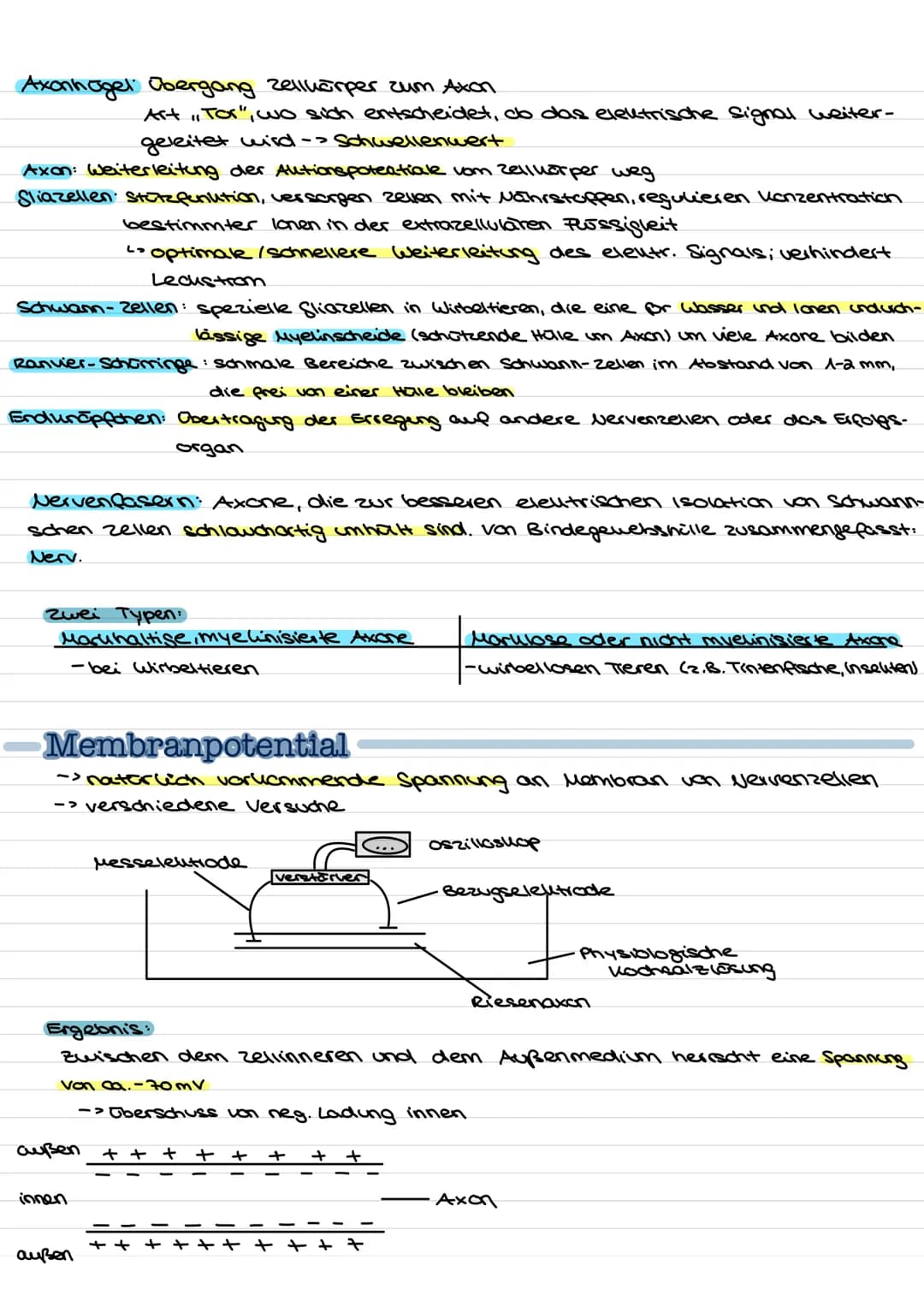 Übersicht
Nervenzellen (Neuronen) als Bausteine des Nervensystems.
↓↓
↓
Fortleitung der
Erregeng im
Axon
funktionell be-
dingte Bell-
Spezia