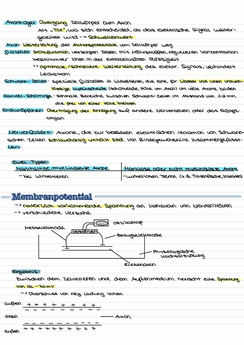 Übersicht
Nervenzellen (Neuronen) als Bausteine des Nervensystems.
↓↓
↓
Fortleitung der
Erregeng im
Axon
funktionell be-
dingte Bell-
Spezia