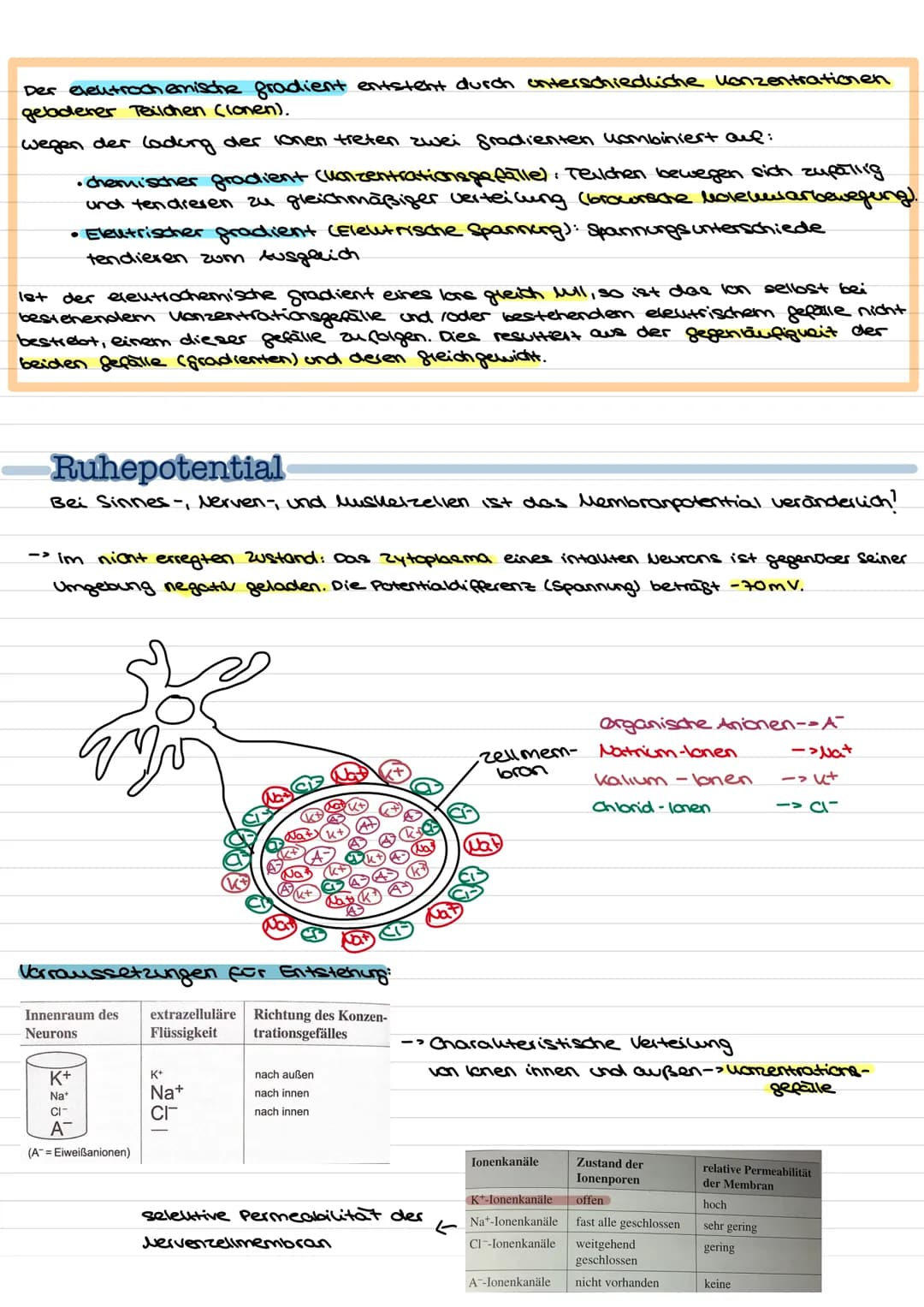 Übersicht
Nervenzellen (Neuronen) als Bausteine des Nervensystems.
↓↓
↓
Fortleitung der
Erregeng im
Axon
funktionell be-
dingte Bell-
Spezia