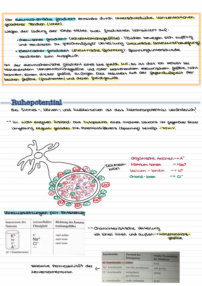 Übersicht
Nervenzellen (Neuronen) als Bausteine des Nervensystems.
↓↓
↓
Fortleitung der
Erregeng im
Axon
funktionell be-
dingte Bell-
Spezia