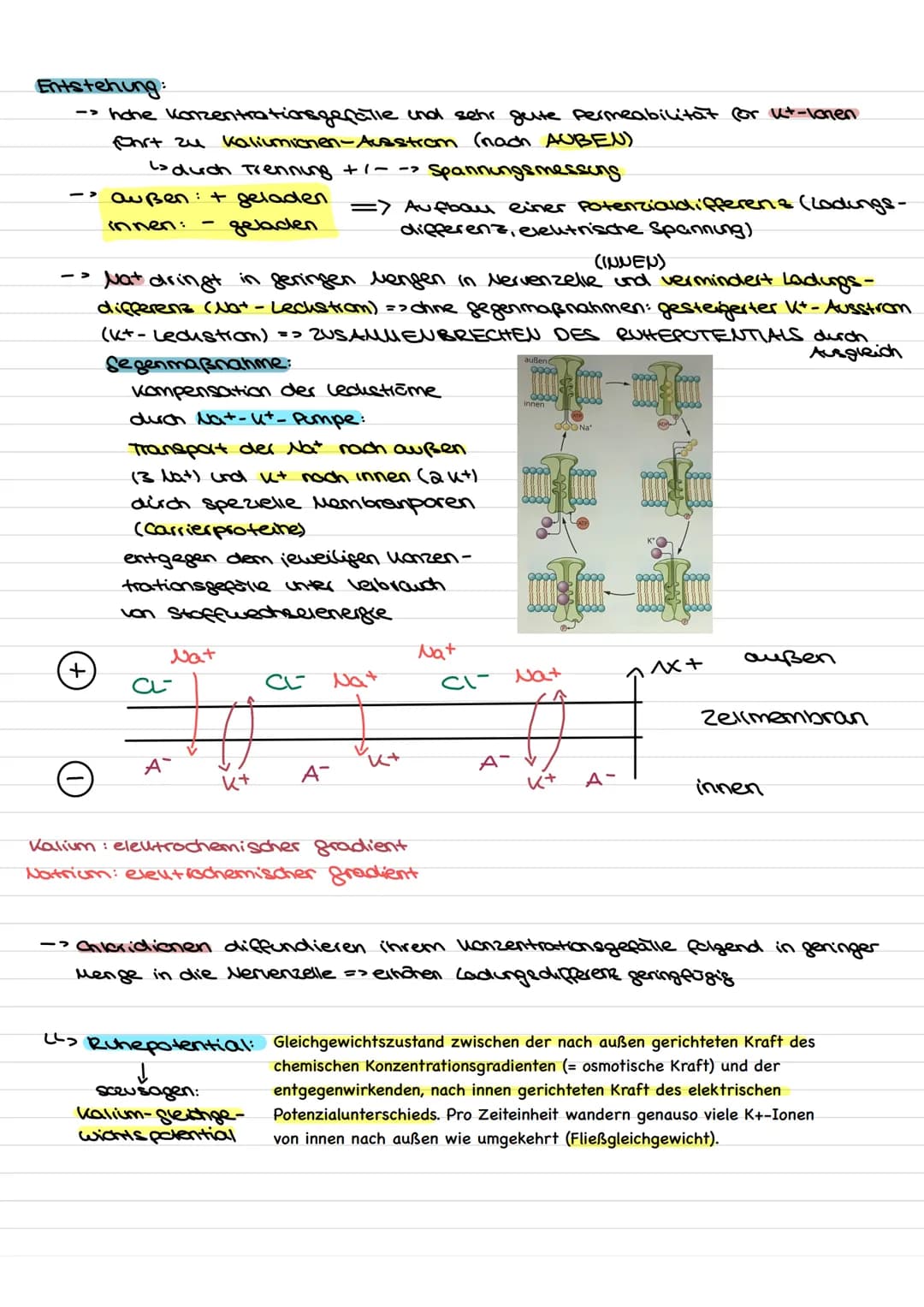 Übersicht
Nervenzellen (Neuronen) als Bausteine des Nervensystems.
↓↓
↓
Fortleitung der
Erregeng im
Axon
funktionell be-
dingte Bell-
Spezia