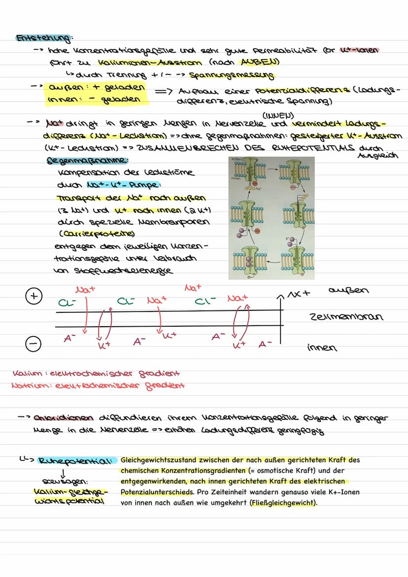 Übersicht
Nervenzellen (Neuronen) als Bausteine des Nervensystems.
↓↓
↓
Fortleitung der
Erregeng im
Axon
funktionell be-
dingte Bell-
Spezia