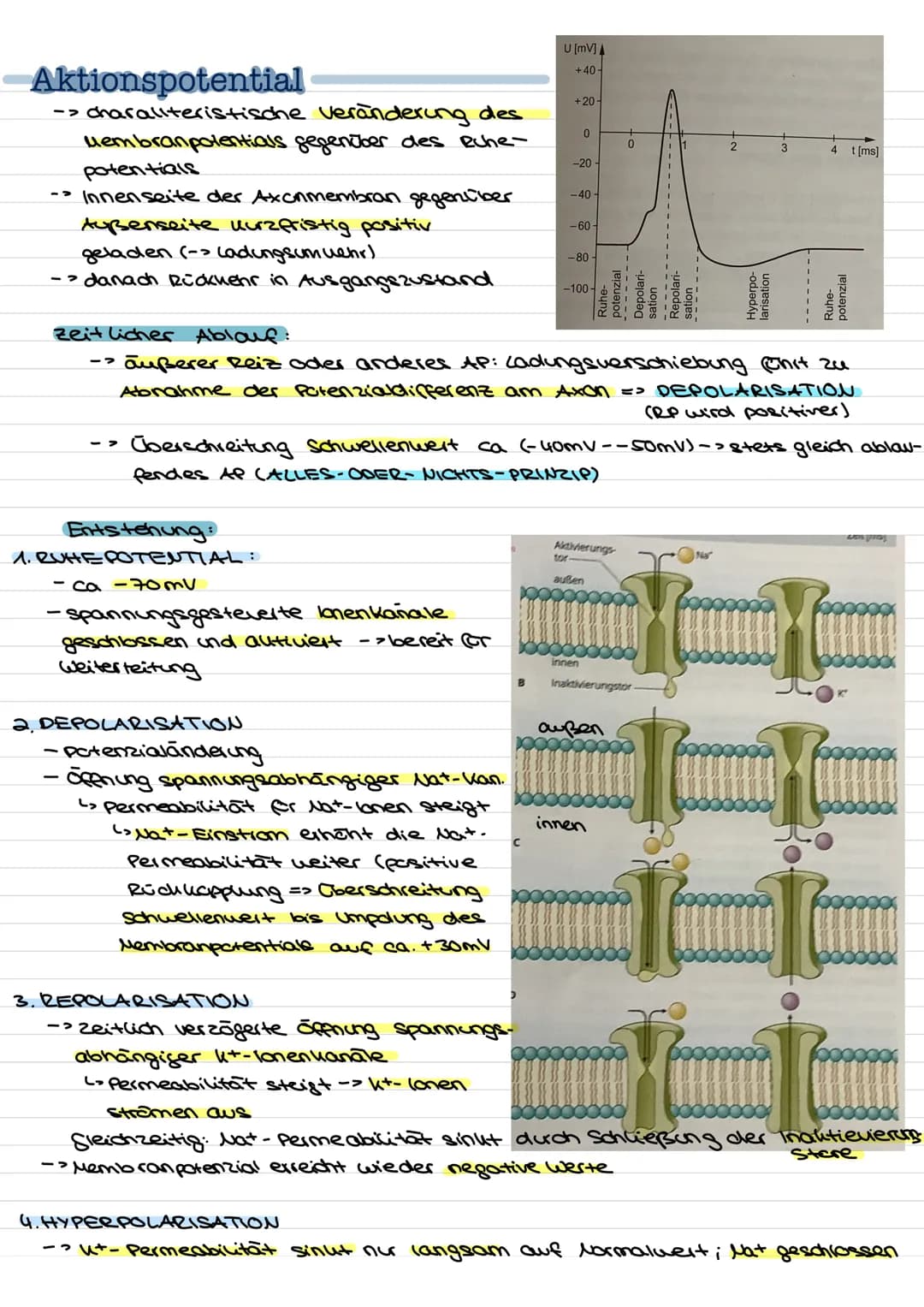 Übersicht
Nervenzellen (Neuronen) als Bausteine des Nervensystems.
↓↓
↓
Fortleitung der
Erregeng im
Axon
funktionell be-
dingte Bell-
Spezia