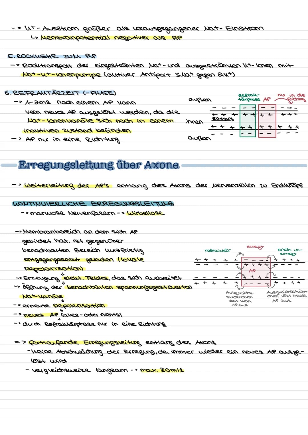 Übersicht
Nervenzellen (Neuronen) als Bausteine des Nervensystems.
↓↓
↓
Fortleitung der
Erregeng im
Axon
funktionell be-
dingte Bell-
Spezia