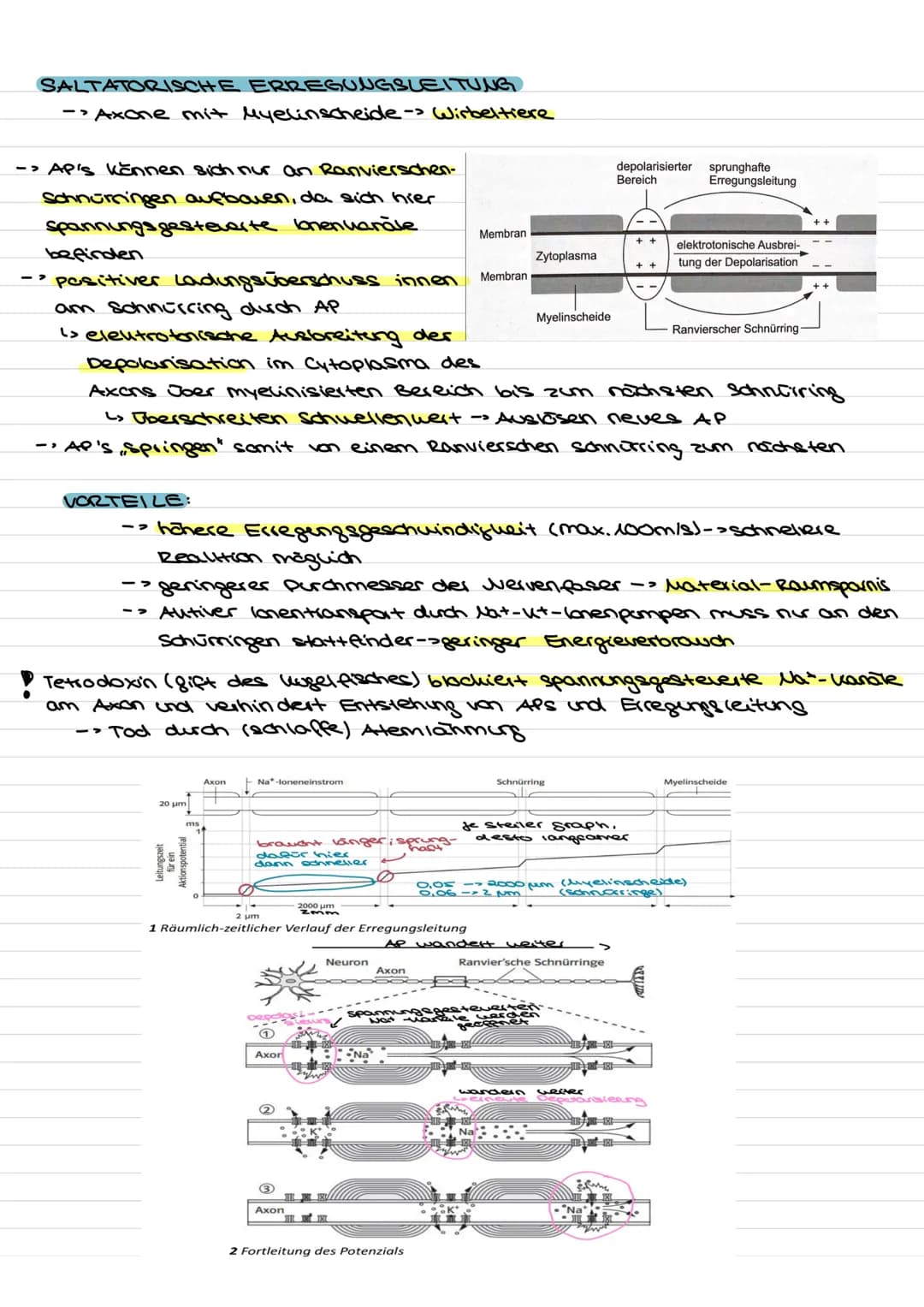 Übersicht
Nervenzellen (Neuronen) als Bausteine des Nervensystems.
↓↓
↓
Fortleitung der
Erregeng im
Axon
funktionell be-
dingte Bell-
Spezia
