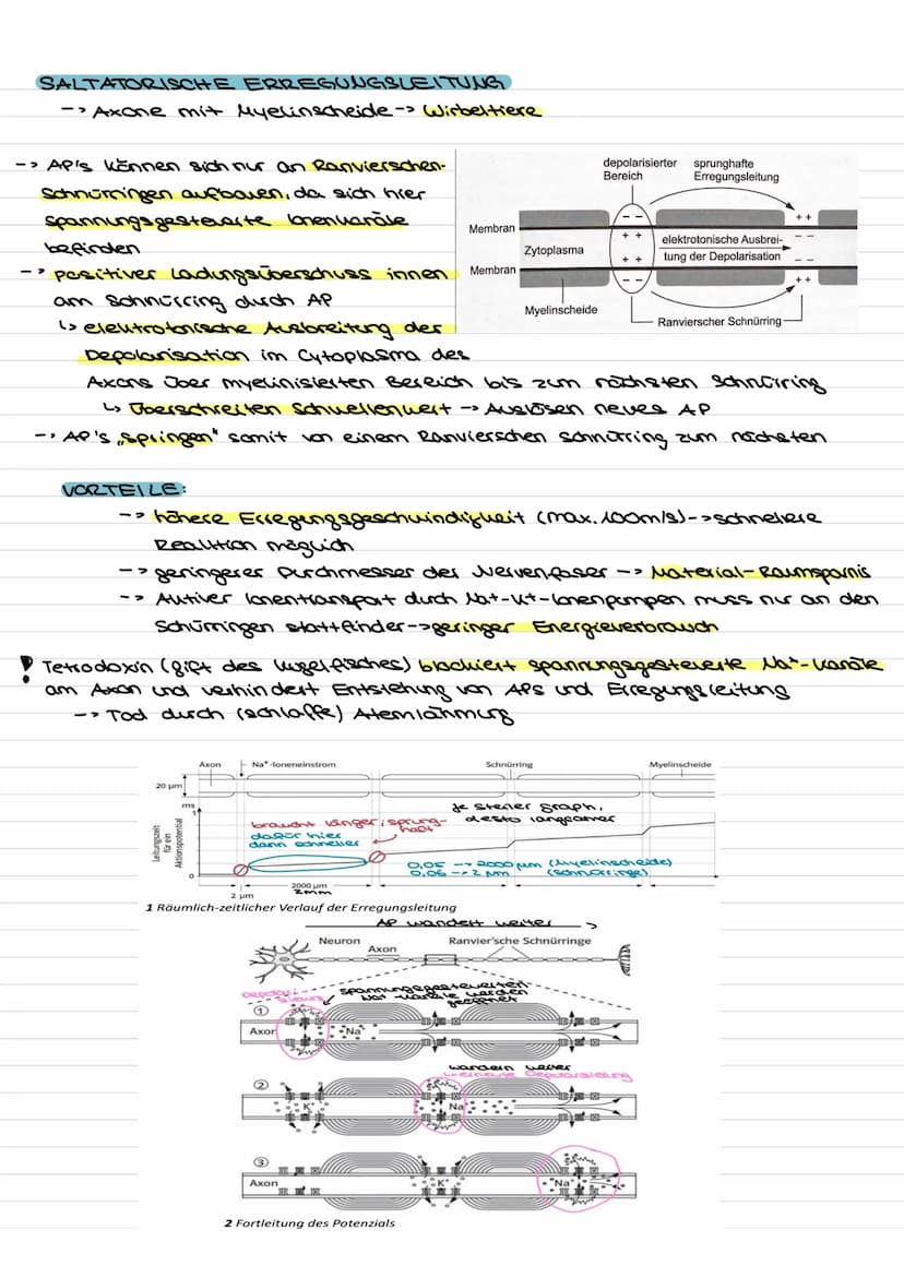 Übersicht
Nervenzellen (Neuronen) als Bausteine des Nervensystems.
↓↓
↓
Fortleitung der
Erregeng im
Axon
funktionell be-
dingte Bell-
Spezia