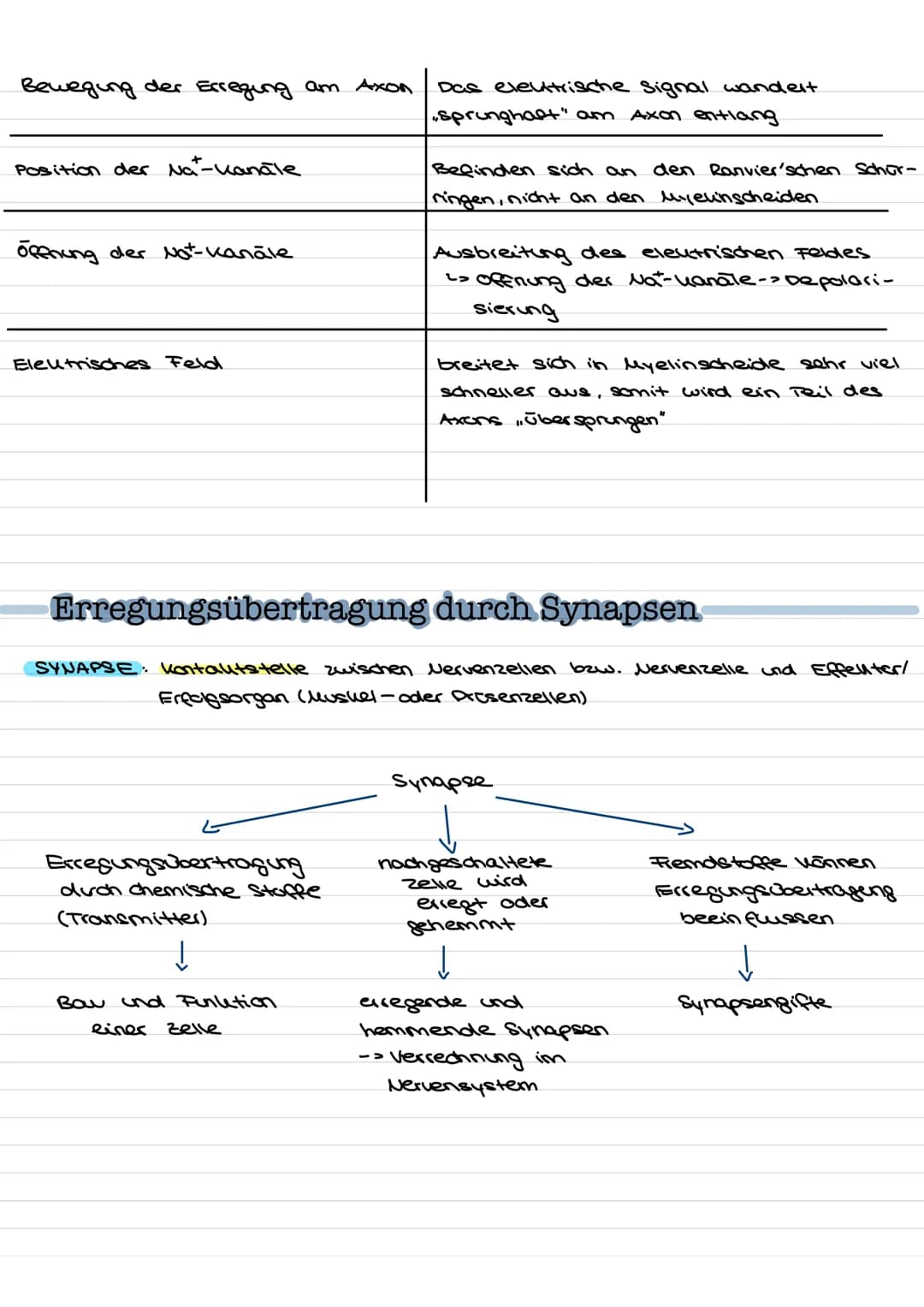 Übersicht
Nervenzellen (Neuronen) als Bausteine des Nervensystems.
↓↓
↓
Fortleitung der
Erregeng im
Axon
funktionell be-
dingte Bell-
Spezia