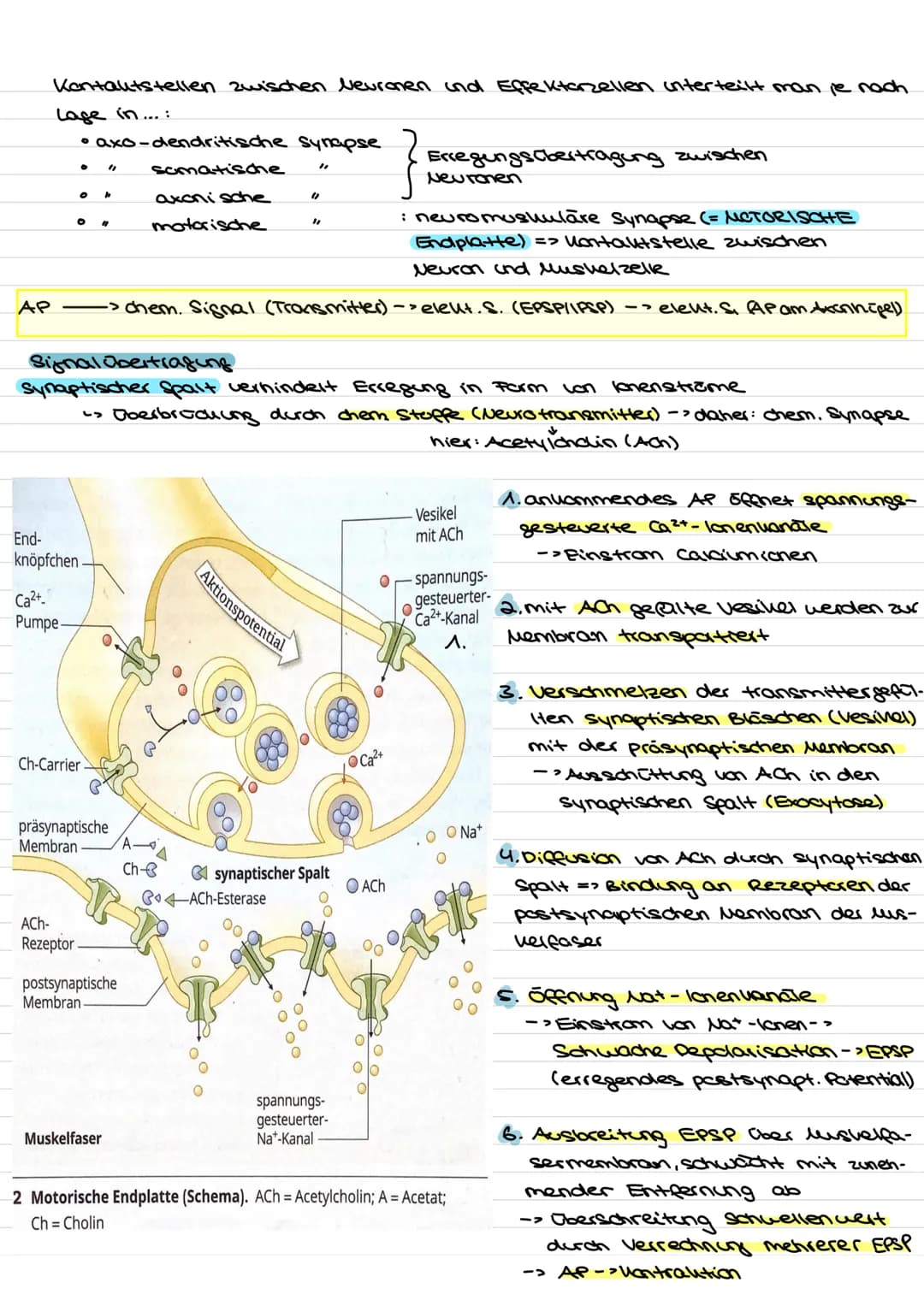 Übersicht
Nervenzellen (Neuronen) als Bausteine des Nervensystems.
↓↓
↓
Fortleitung der
Erregeng im
Axon
funktionell be-
dingte Bell-
Spezia