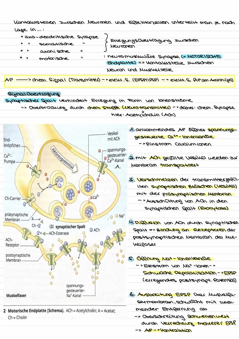 Übersicht
Nervenzellen (Neuronen) als Bausteine des Nervensystems.
↓↓
↓
Fortleitung der
Erregeng im
Axon
funktionell be-
dingte Bell-
Spezia