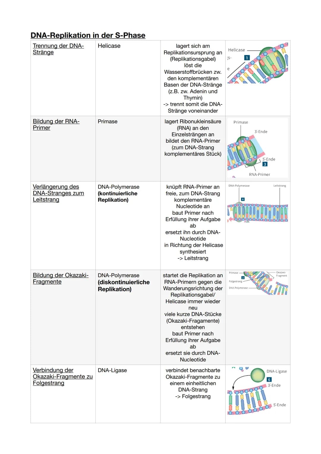 DNA-Replikation in der S-Phase
Helicase
Trennung der DNA-
Stränge
Bildung der RNA-
Primer
Verlängerung des
DNA-Stranges zum
Leitstrang
Bildu