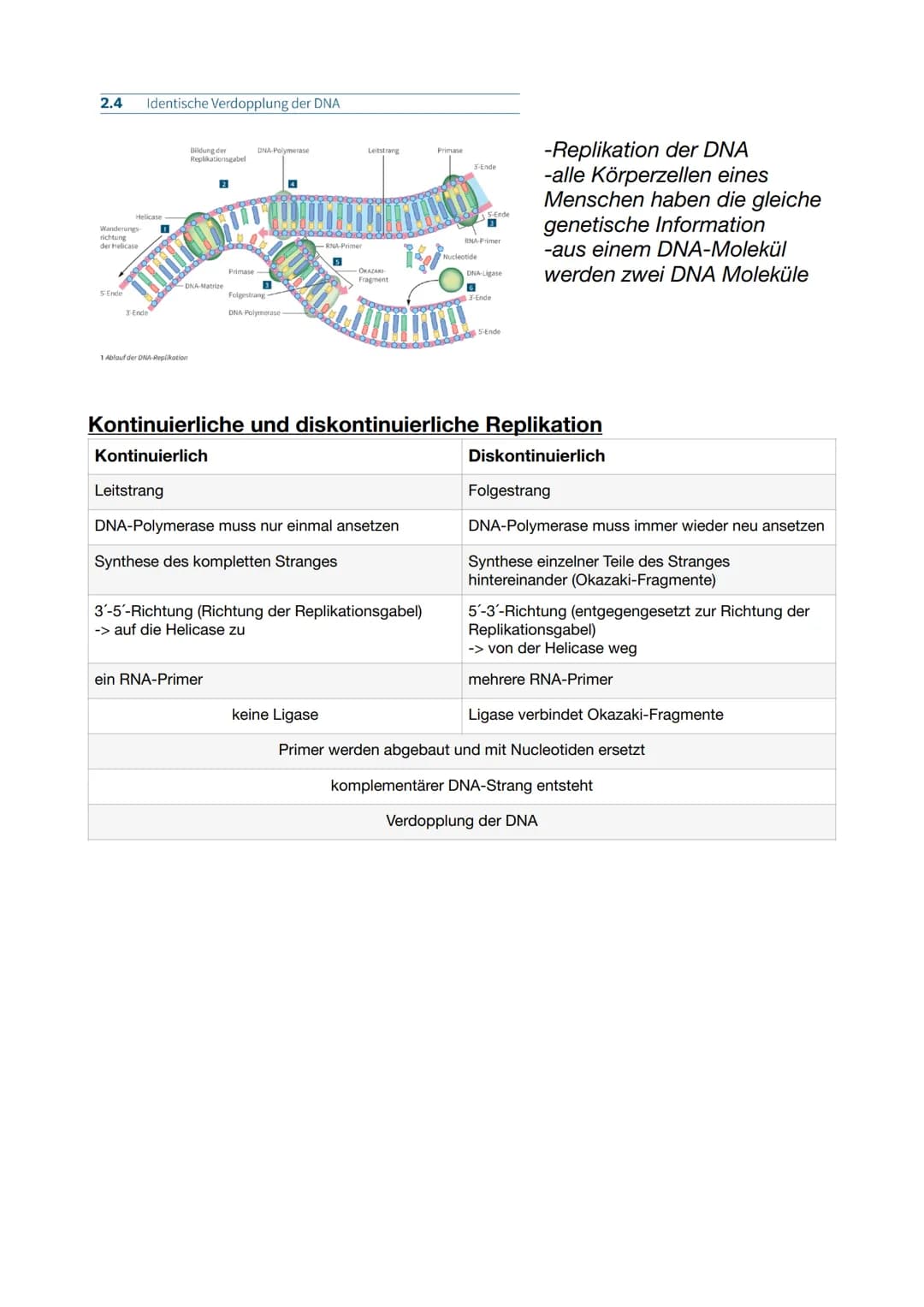 DNA-Replikation in der S-Phase
Helicase
Trennung der DNA-
Stränge
Bildung der RNA-
Primer
Verlängerung des
DNA-Stranges zum
Leitstrang
Bildu