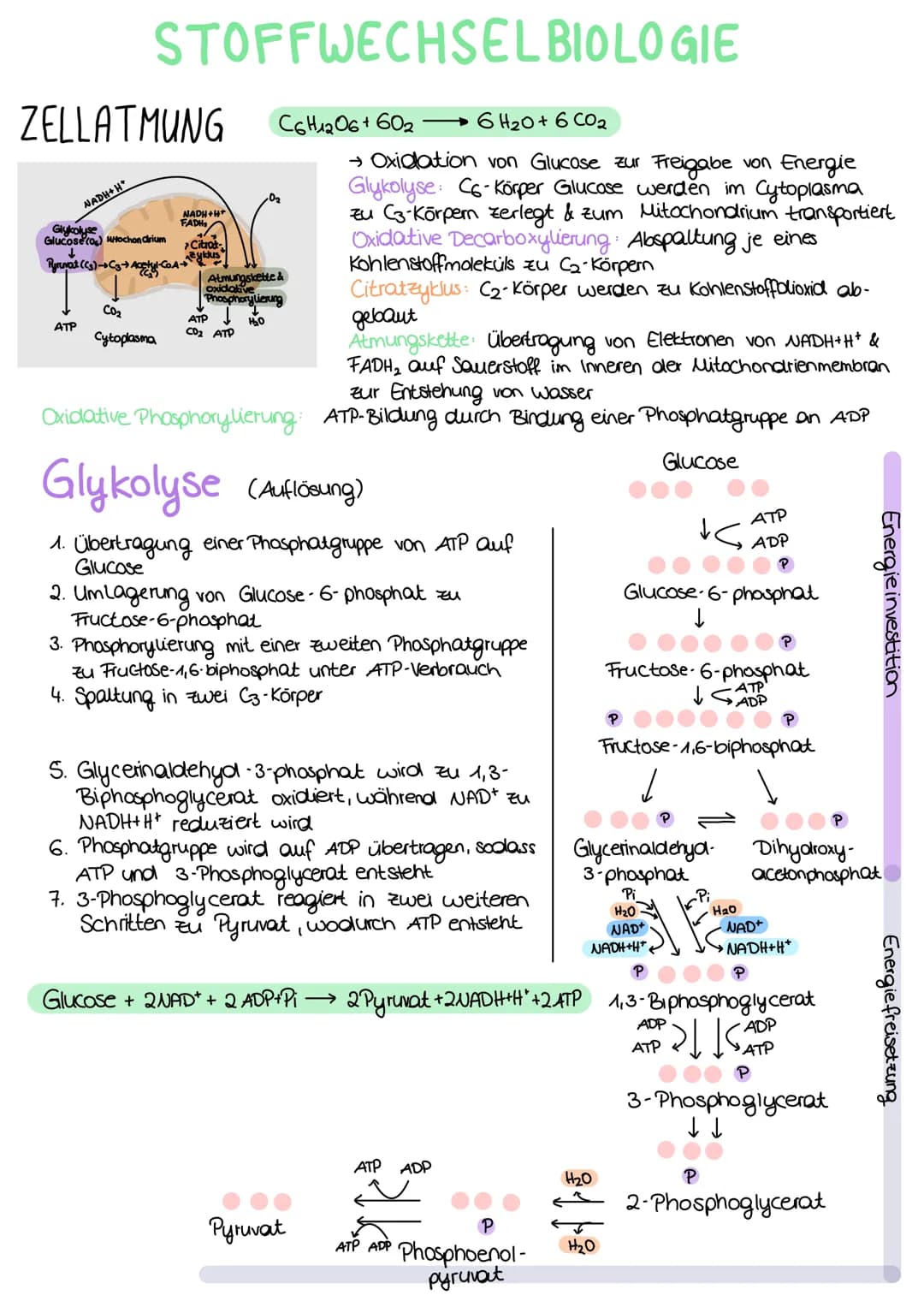 ZELLATMUNG
STOFFWECHSEL BIOLOGIE
6 H₂0+ 6CO₂
→ Oxidation von Glucose zur Freigabe von Energie
Glykolyse: C6-Körper Glucose werden im Cytopla