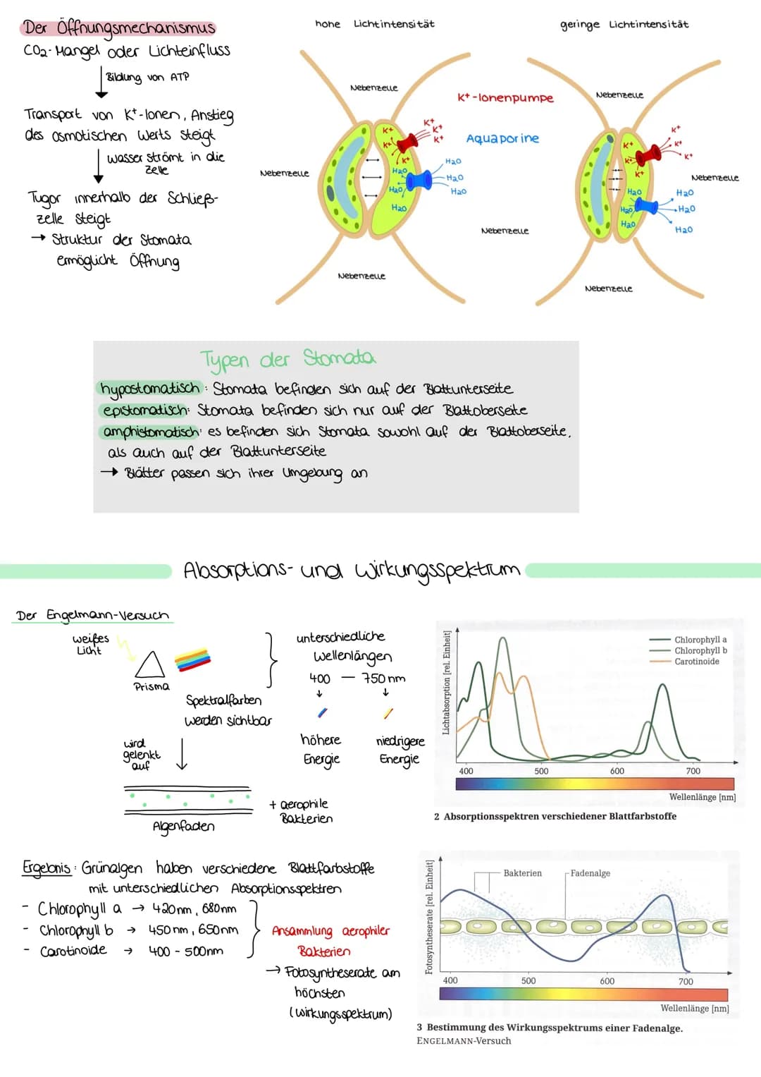 ZELLATMUNG
STOFFWECHSEL BIOLOGIE
6 H₂0+ 6CO₂
→ Oxidation von Glucose zur Freigabe von Energie
Glykolyse: C6-Körper Glucose werden im Cytopla