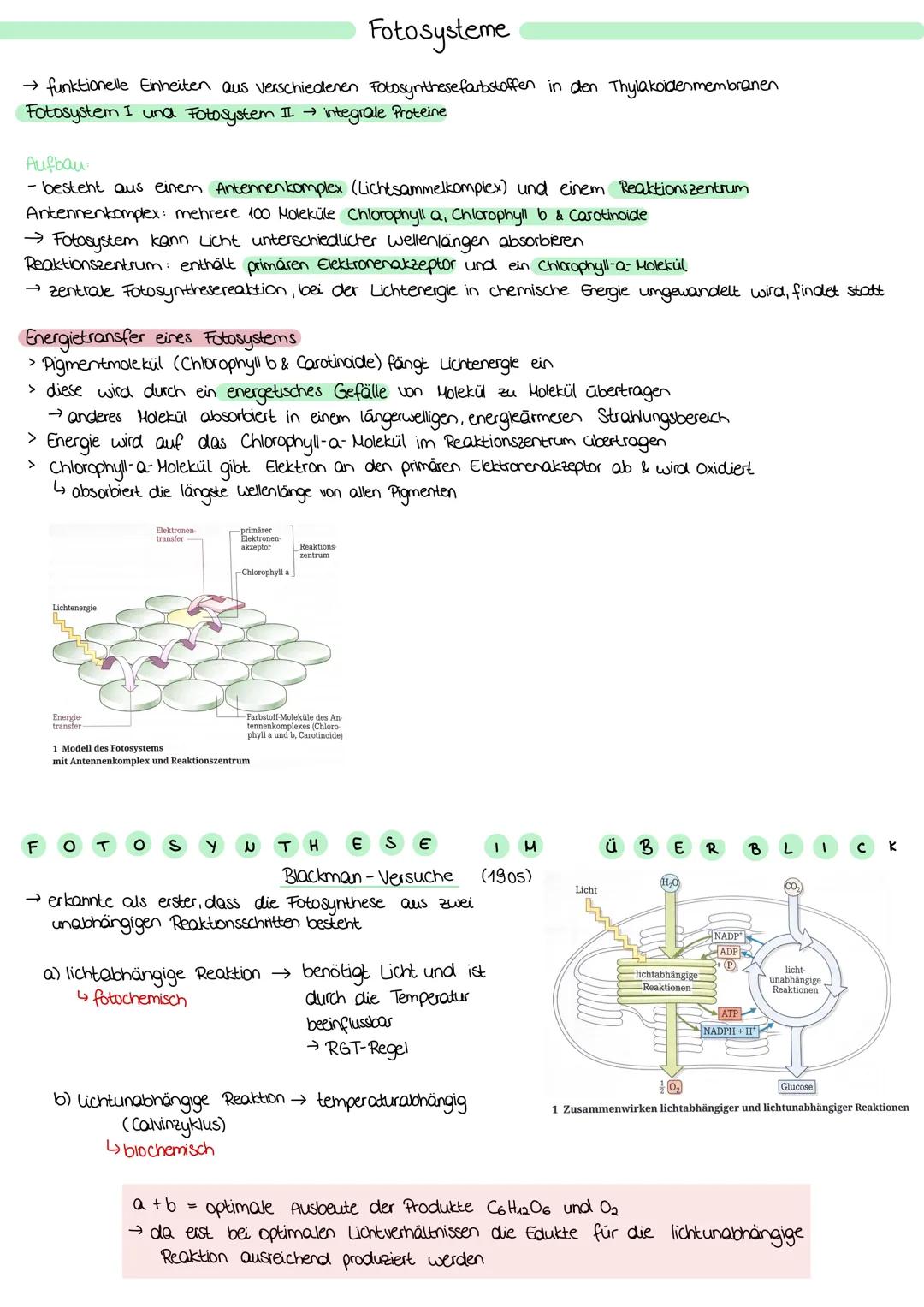 ZELLATMUNG
STOFFWECHSEL BIOLOGIE
6 H₂0+ 6CO₂
→ Oxidation von Glucose zur Freigabe von Energie
Glykolyse: C6-Körper Glucose werden im Cytopla