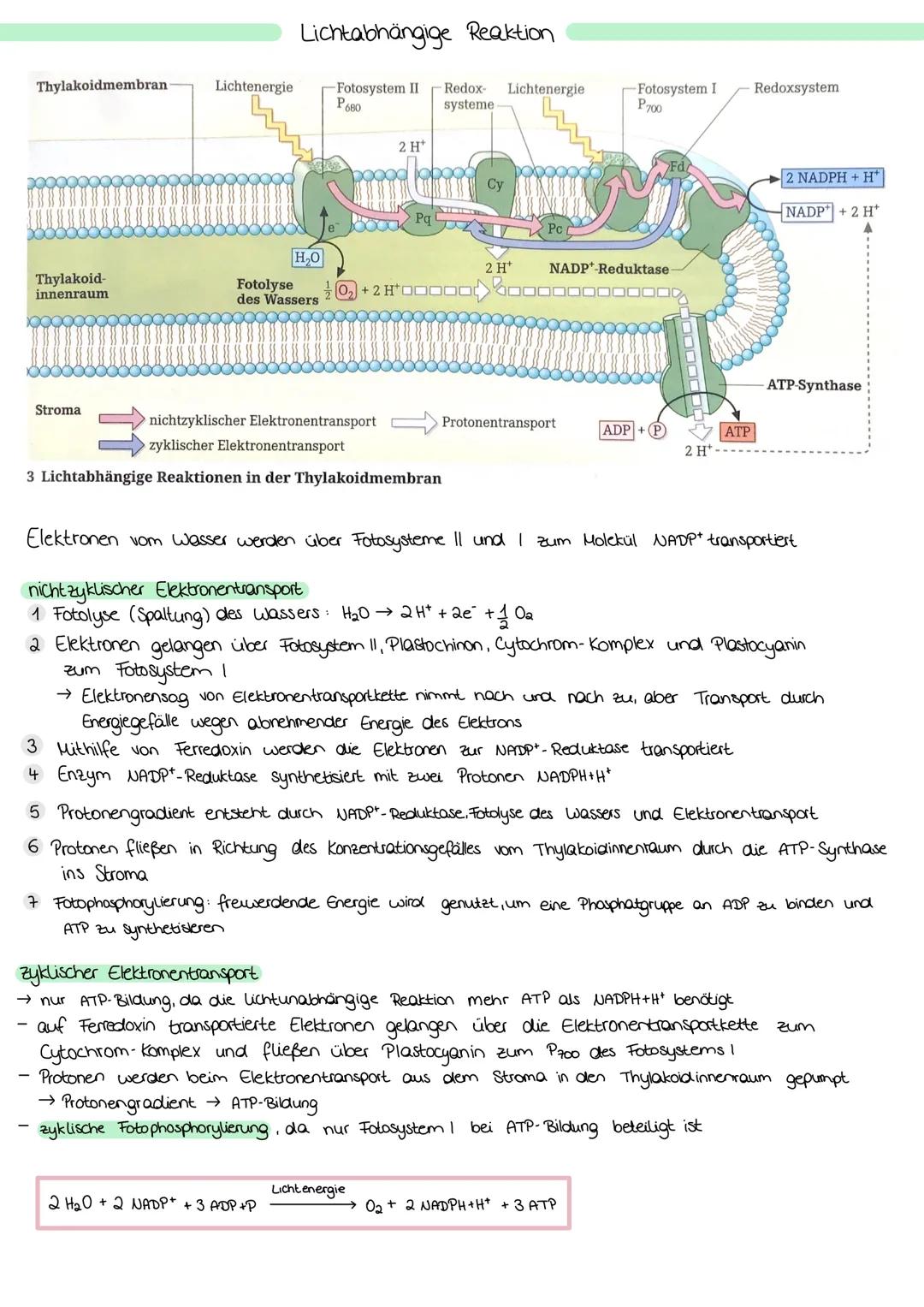 ZELLATMUNG
STOFFWECHSEL BIOLOGIE
6 H₂0+ 6CO₂
→ Oxidation von Glucose zur Freigabe von Energie
Glykolyse: C6-Körper Glucose werden im Cytopla