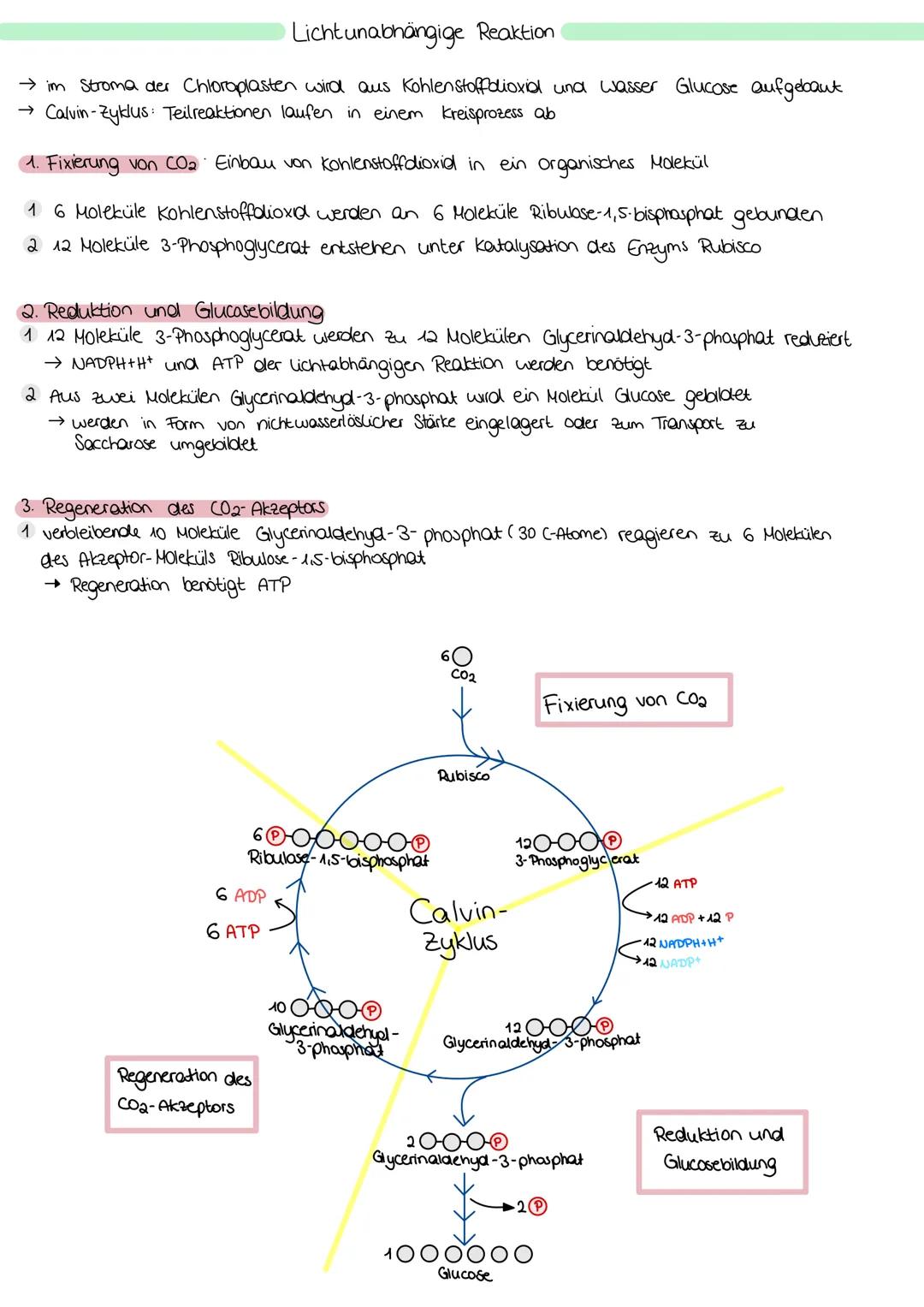 ZELLATMUNG
STOFFWECHSEL BIOLOGIE
6 H₂0+ 6CO₂
→ Oxidation von Glucose zur Freigabe von Energie
Glykolyse: C6-Körper Glucose werden im Cytopla