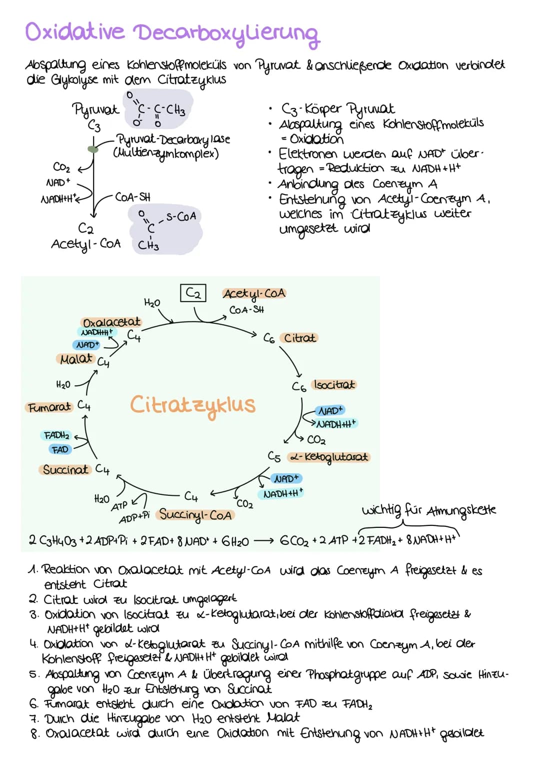 ZELLATMUNG
STOFFWECHSEL BIOLOGIE
6 H₂0+ 6CO₂
→ Oxidation von Glucose zur Freigabe von Energie
Glykolyse: C6-Körper Glucose werden im Cytopla