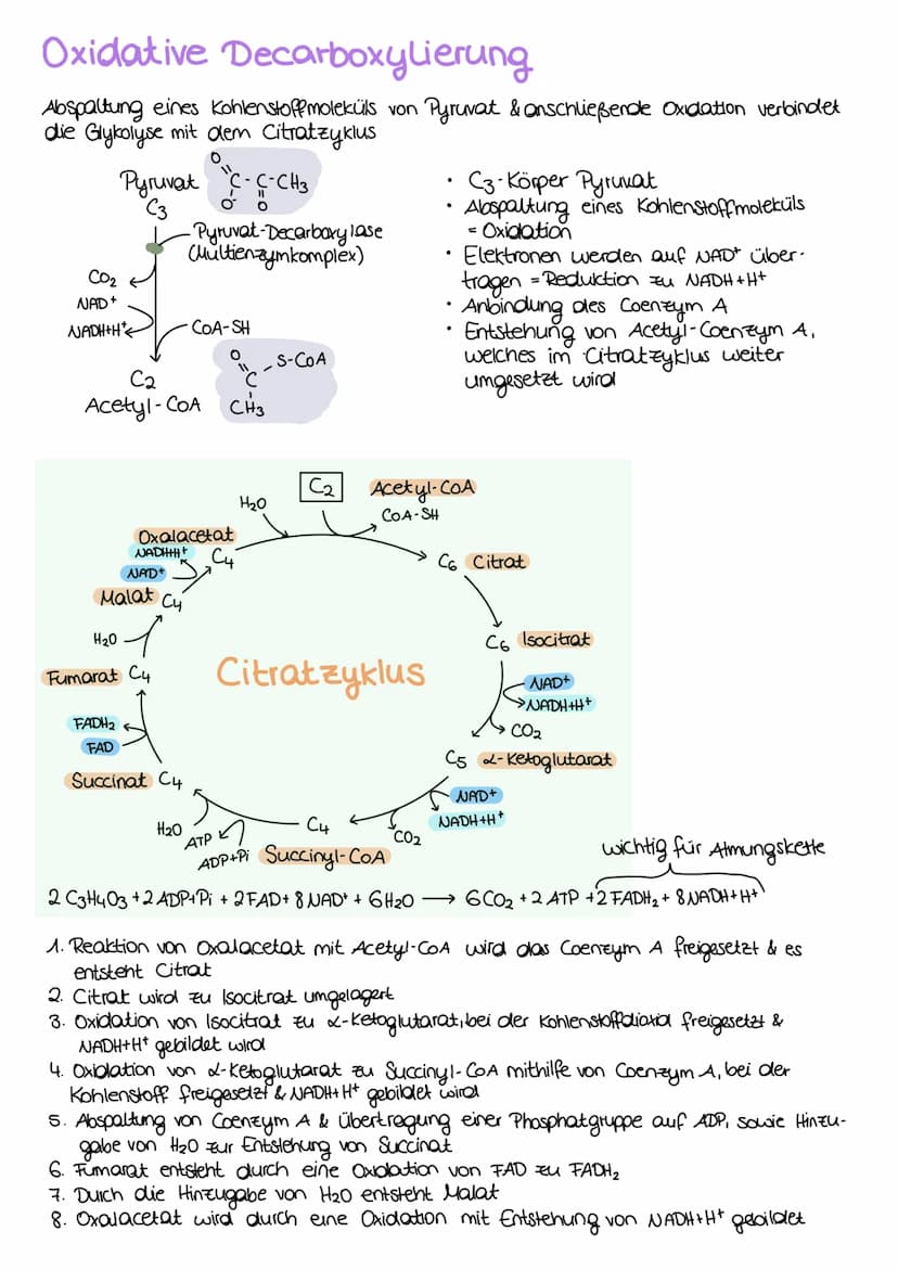 ZELLATMUNG
STOFFWECHSEL BIOLOGIE
6 H₂0+ 6CO₂
→ Oxidation von Glucose zur Freigabe von Energie
Glykolyse: C6-Körper Glucose werden im Cytopla