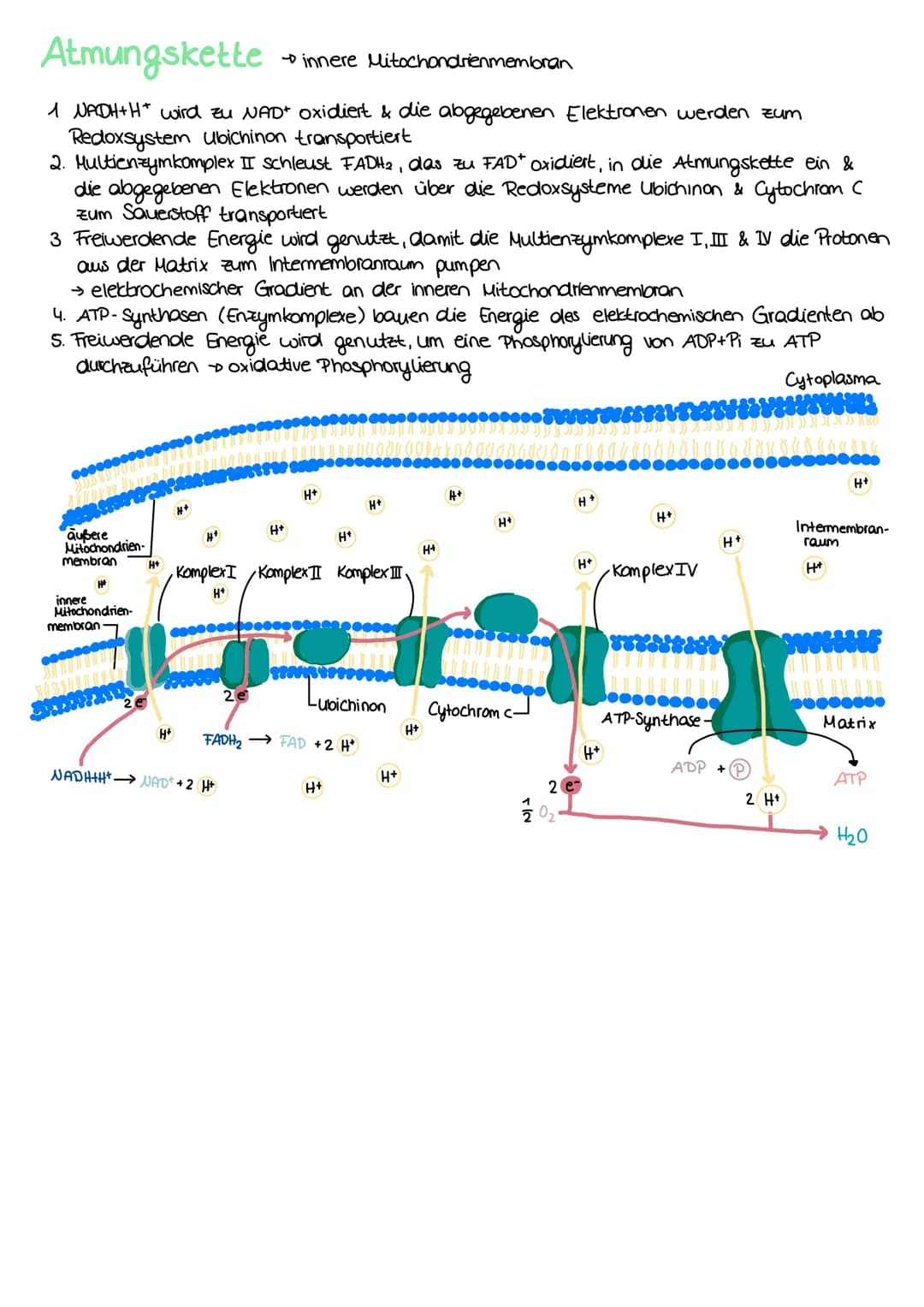 ZELLATMUNG
STOFFWECHSEL BIOLOGIE
6 H₂0+ 6CO₂
→ Oxidation von Glucose zur Freigabe von Energie
Glykolyse: C6-Körper Glucose werden im Cytopla