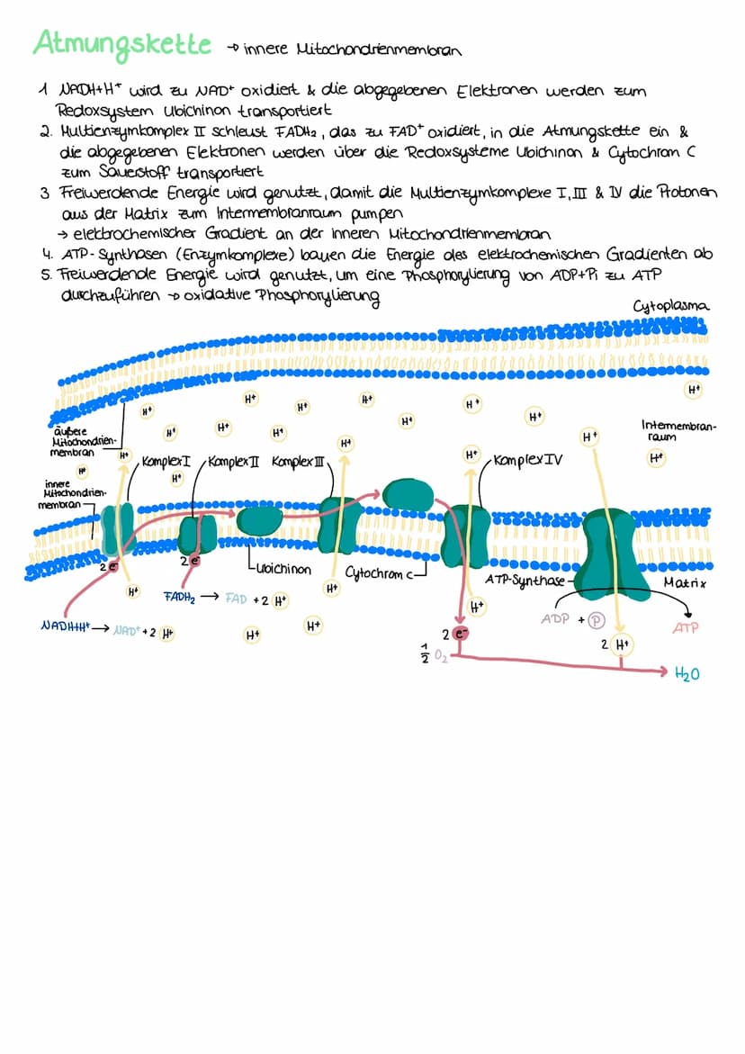 ZELLATMUNG
STOFFWECHSEL BIOLOGIE
6 H₂0+ 6CO₂
→ Oxidation von Glucose zur Freigabe von Energie
Glykolyse: C6-Körper Glucose werden im Cytopla